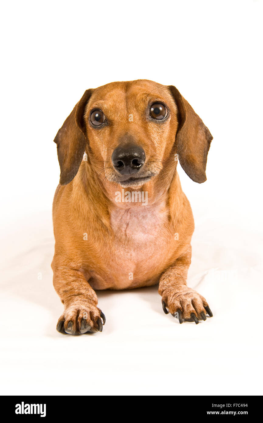 Mignon Chiot Teckel miniature Banque D'Images