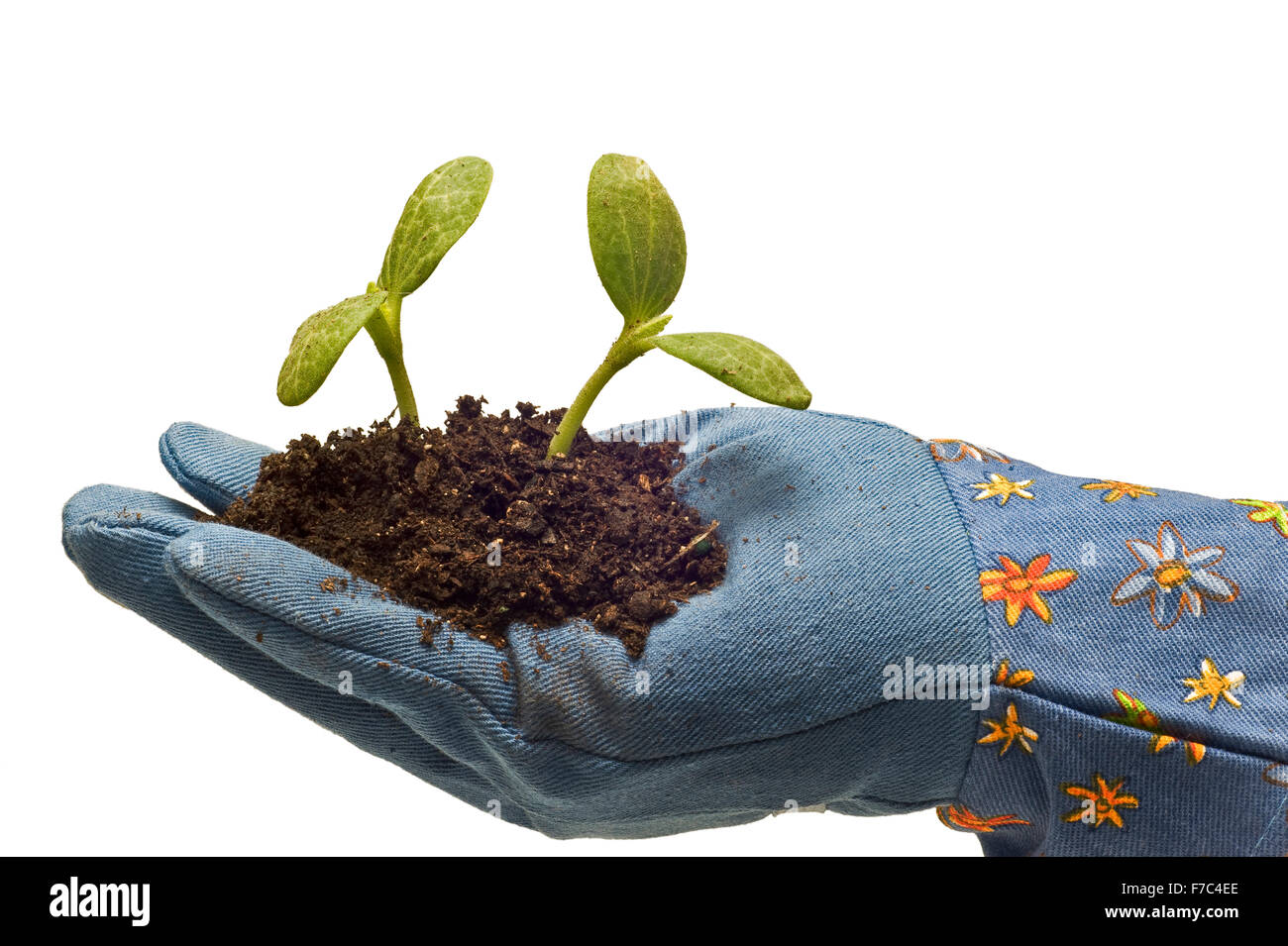 Main gantée avec plantes Bébé Banque D'Images