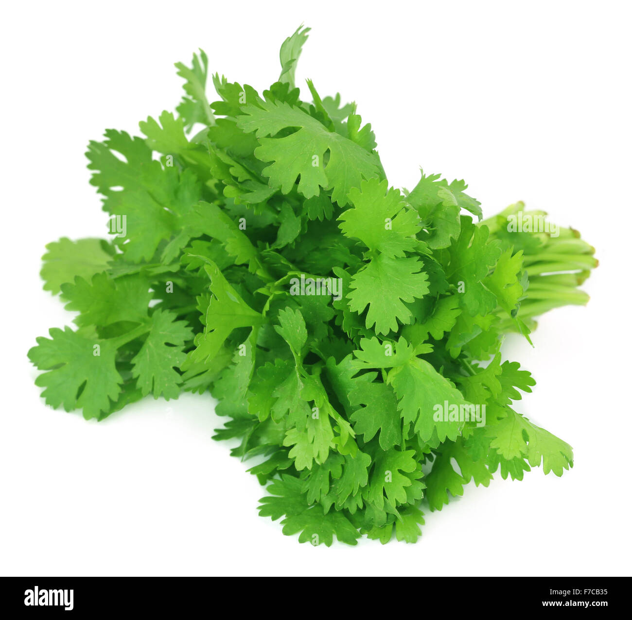 Bouquet de feuilles de coriandre fraîches sur fond blanc Banque D'Images