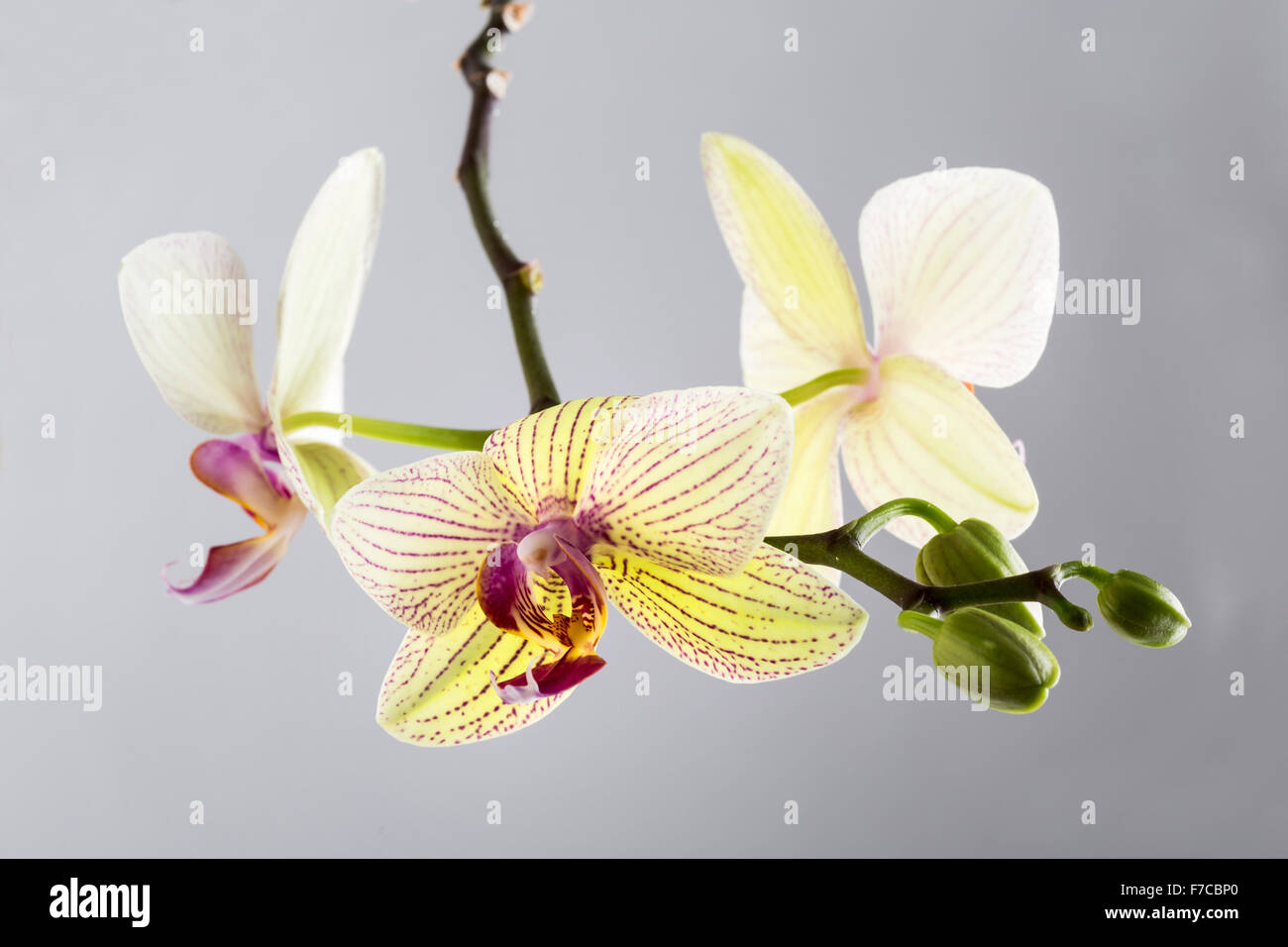 Superbe phalaenopsis orchidée fleur Banque D'Images