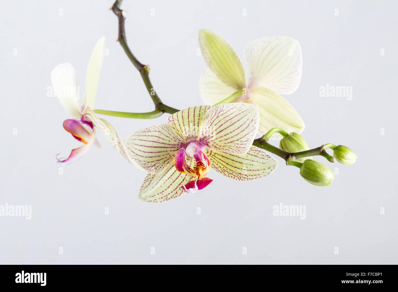 Superbe phalaenopsis orchidée fleur Banque D'Images