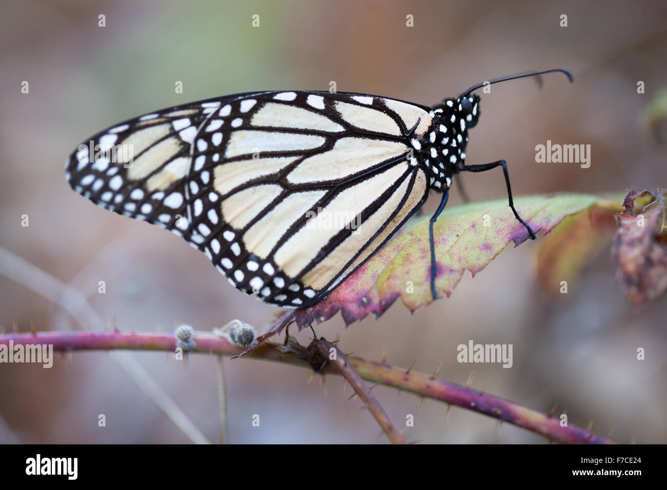 Papillon monarque perché sur une feuille sèche Banque D'Images