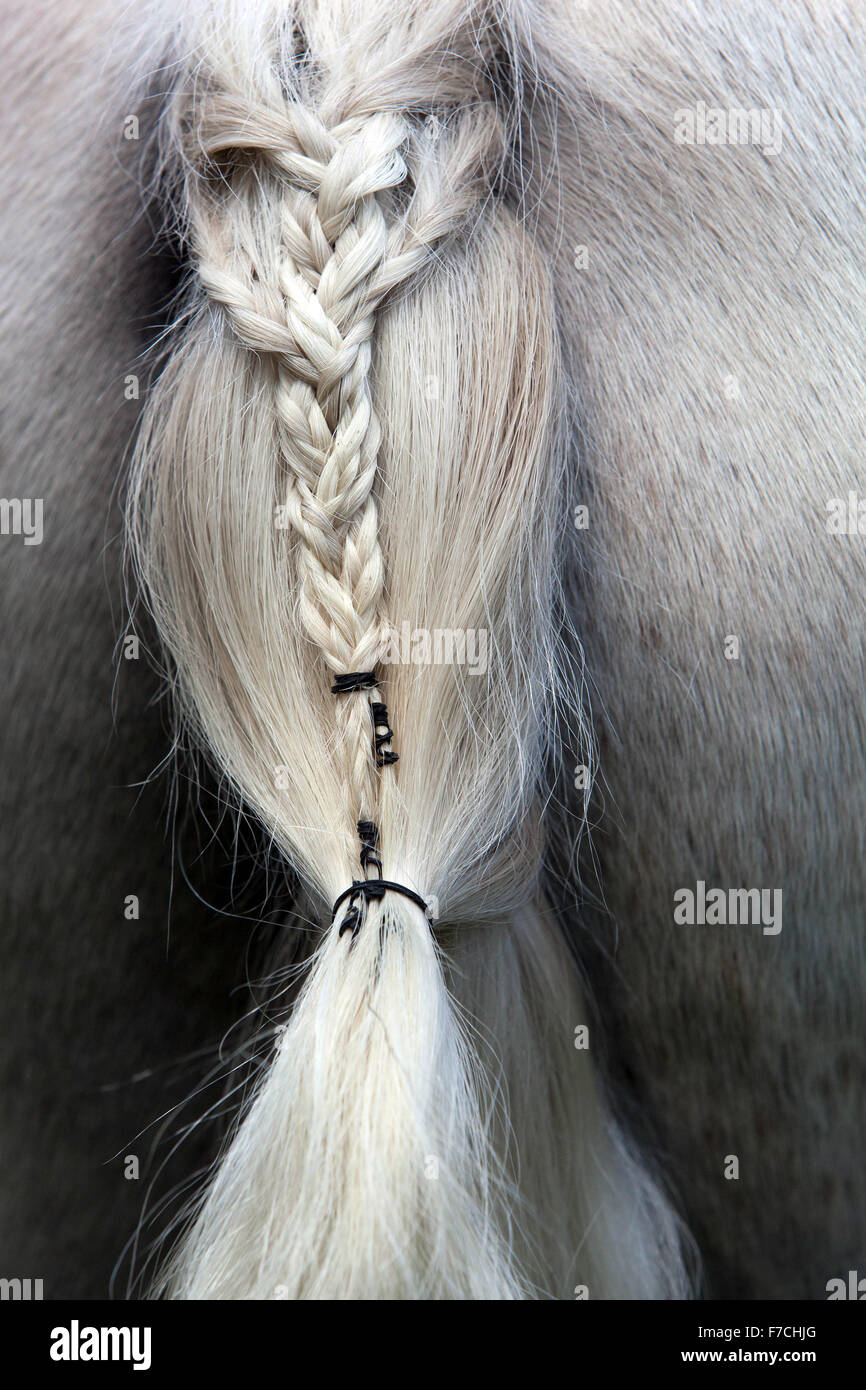 Queue de cheval tressée dans une tresse, tresse soignée Banque D'Images