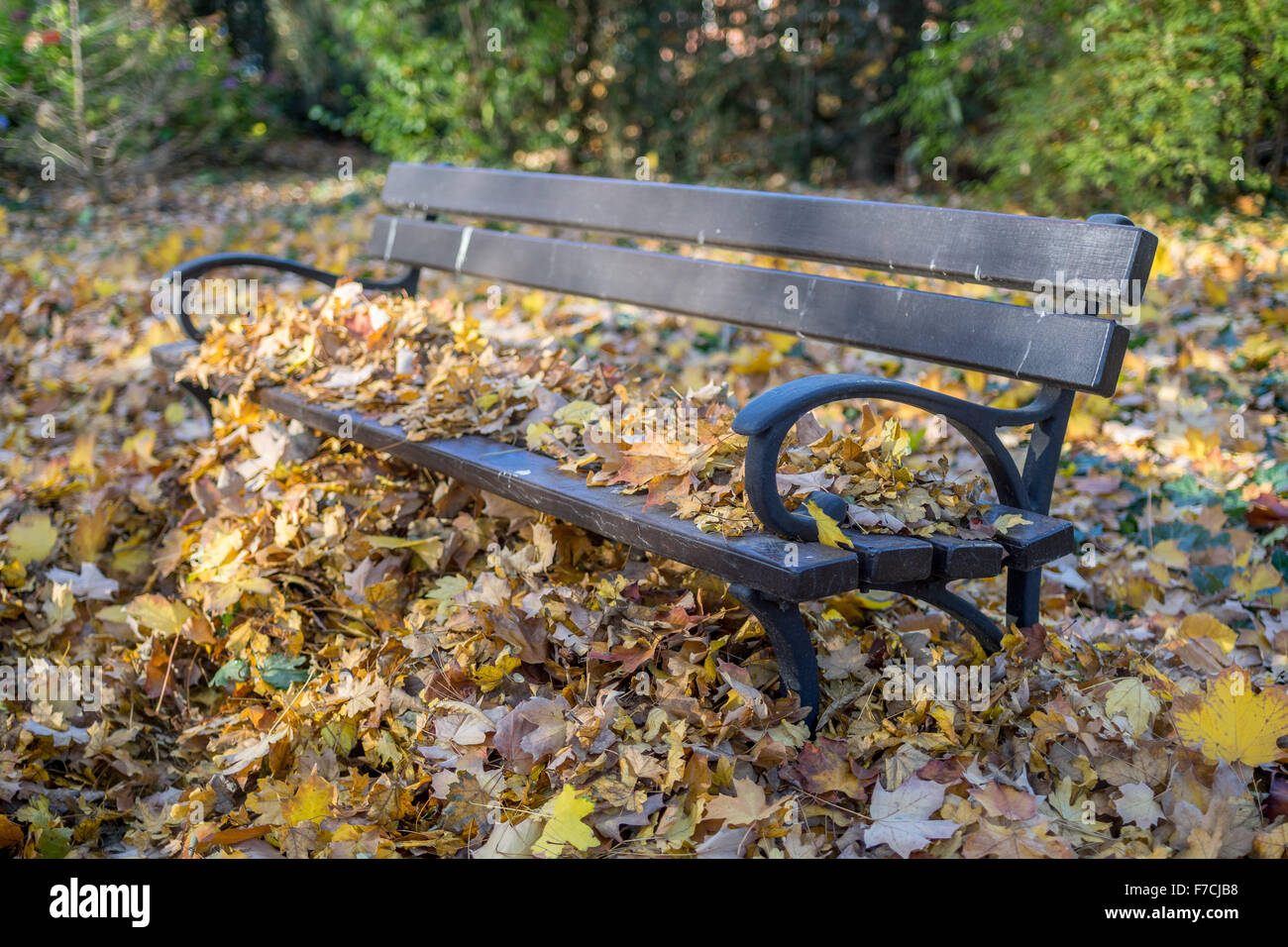 Banc recouvert de feuilles mortes Banque D'Images