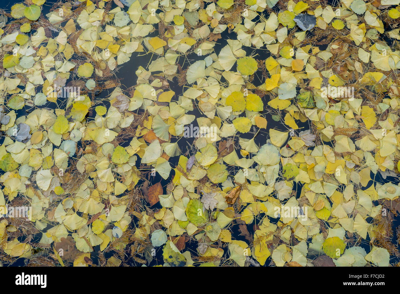 Le Ginko biloba automne feuilles jaunes sur l'eau Banque D'Images