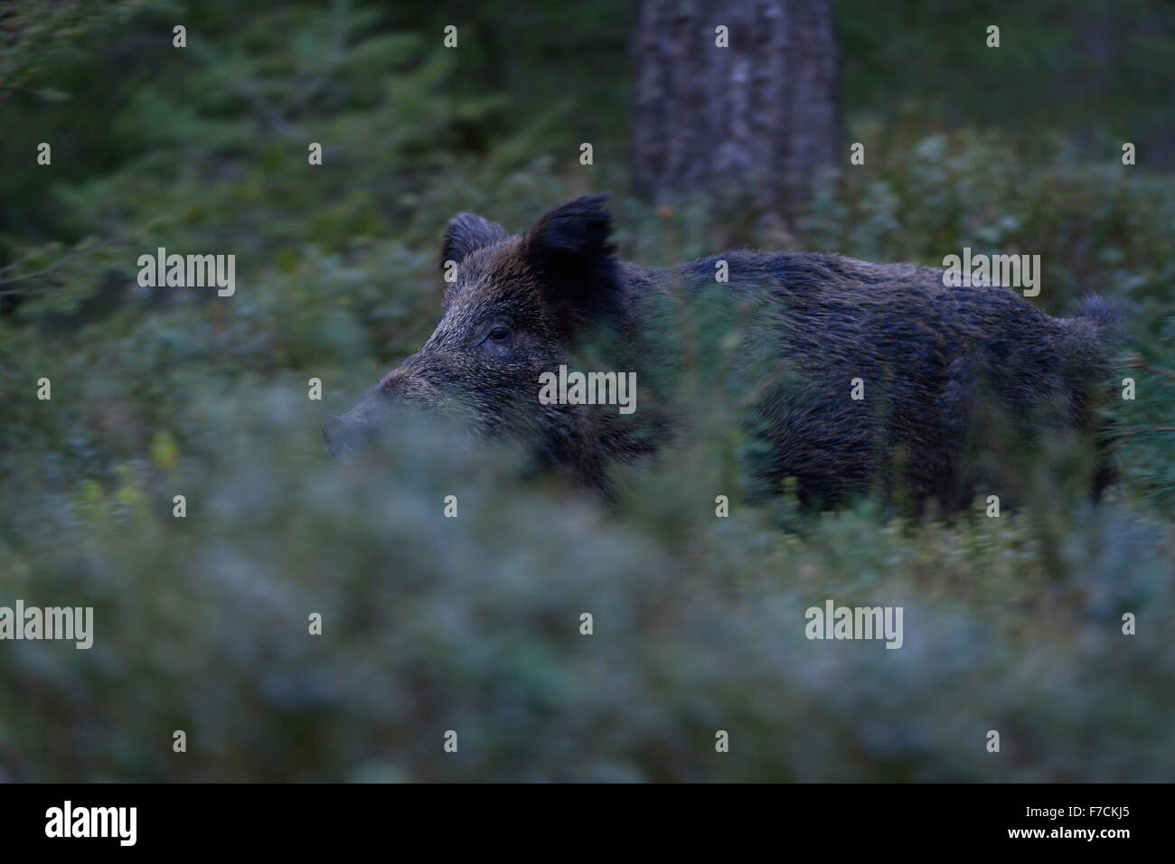 Sanglier effrayé / porc sauvage ( sus scrofa ) brise à travers le sous-bois épais d'une forêt de conifères à l'aube, la faune, l'Europe. Banque D'Images