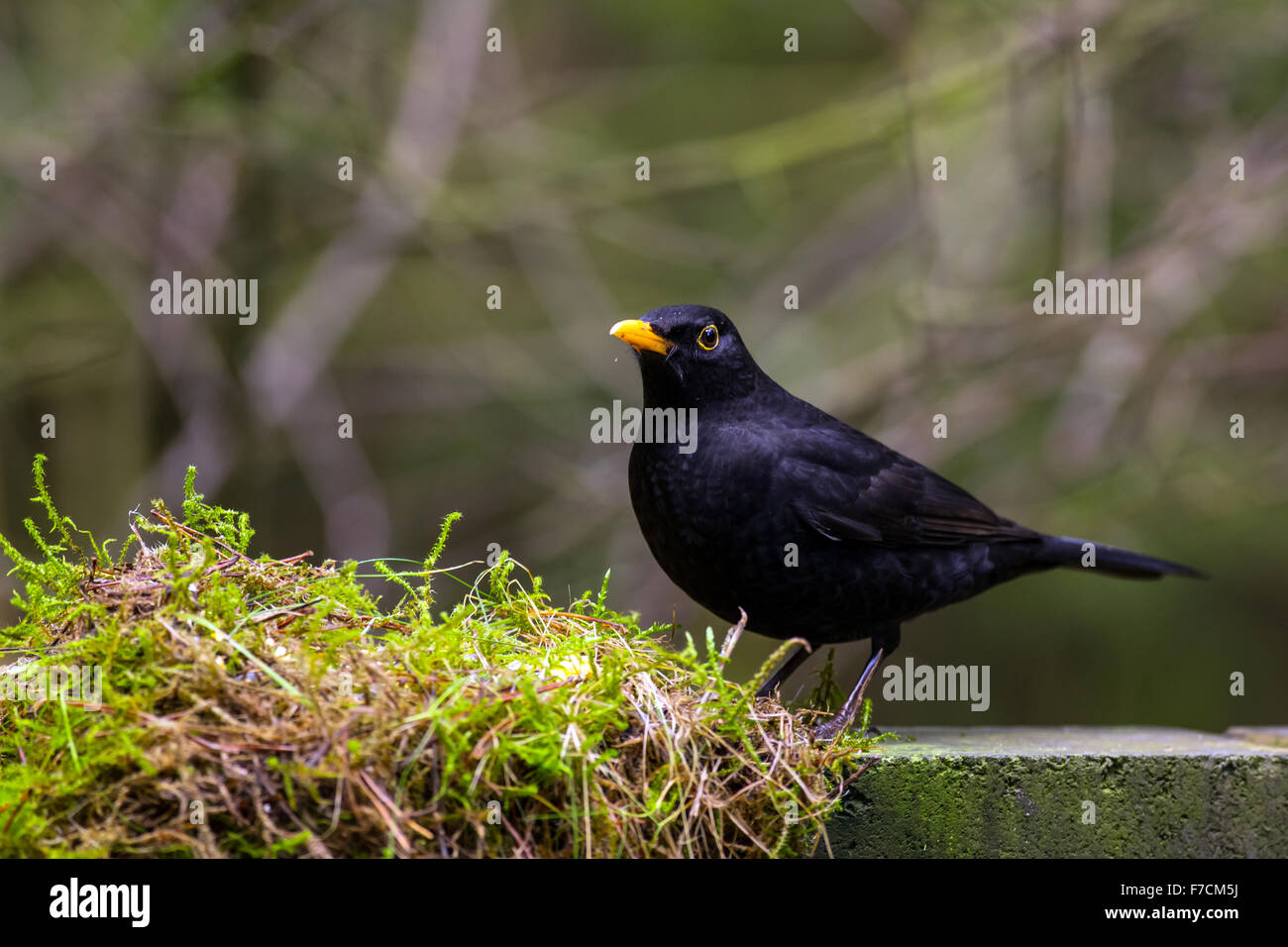 Blackbird, photographié à côté de certaines mousses et autres espaces verts. Banque D'Images