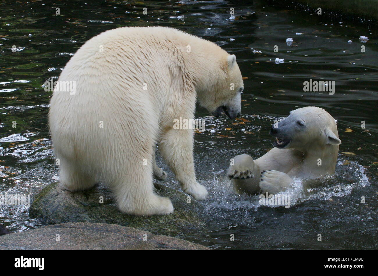 Deux feisty les ours polaires (Ursus maritimus) s'affronter sur le rivage, l'un grognement, d'autres à la surface de l'eau Banque D'Images