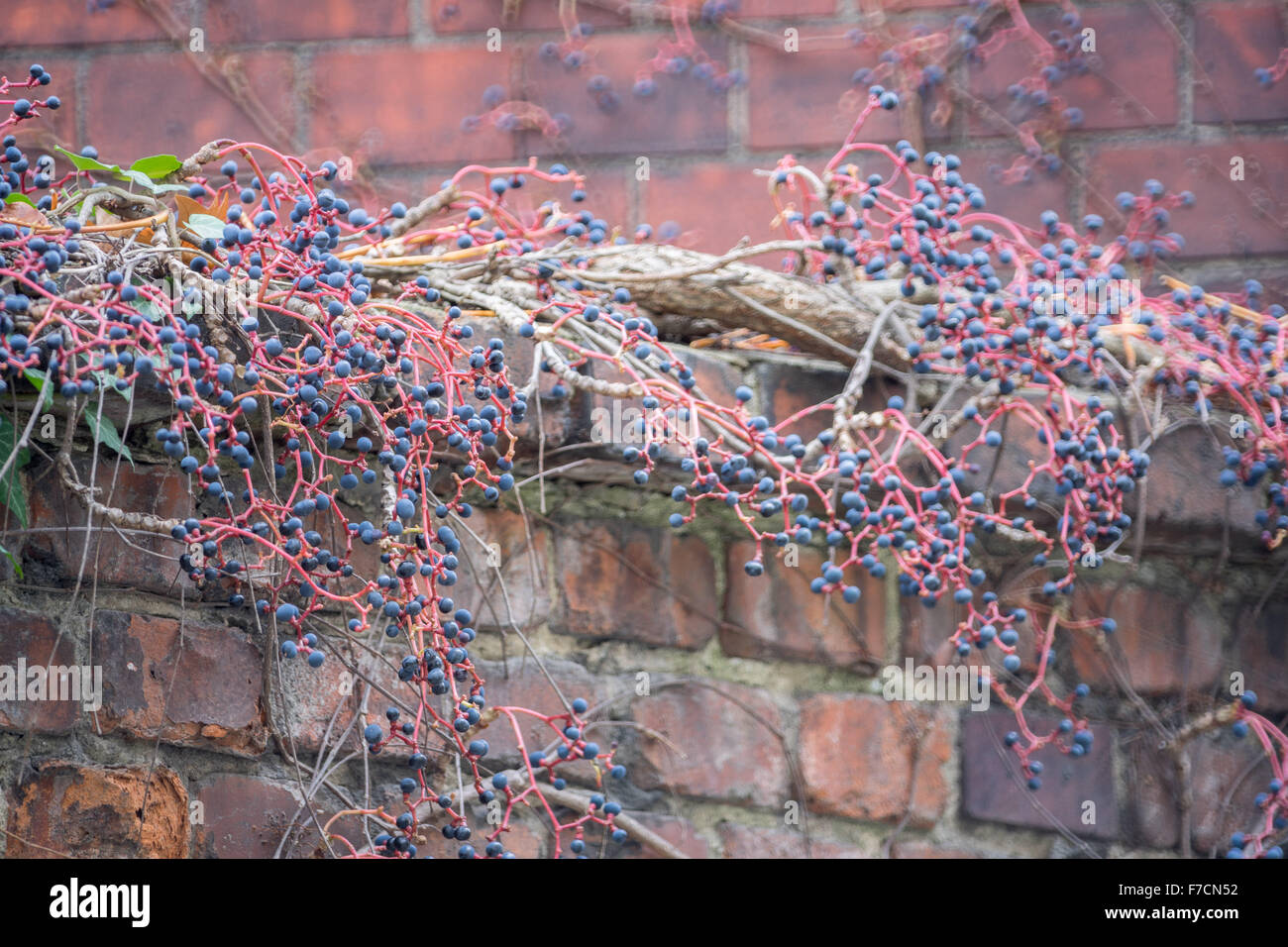 Tiges rouge automne et baies bleu foncé de Virginia creeper's berries sur le mur de brique du Parthenocissus tricuspidata Parthenosiccus Banque D'Images