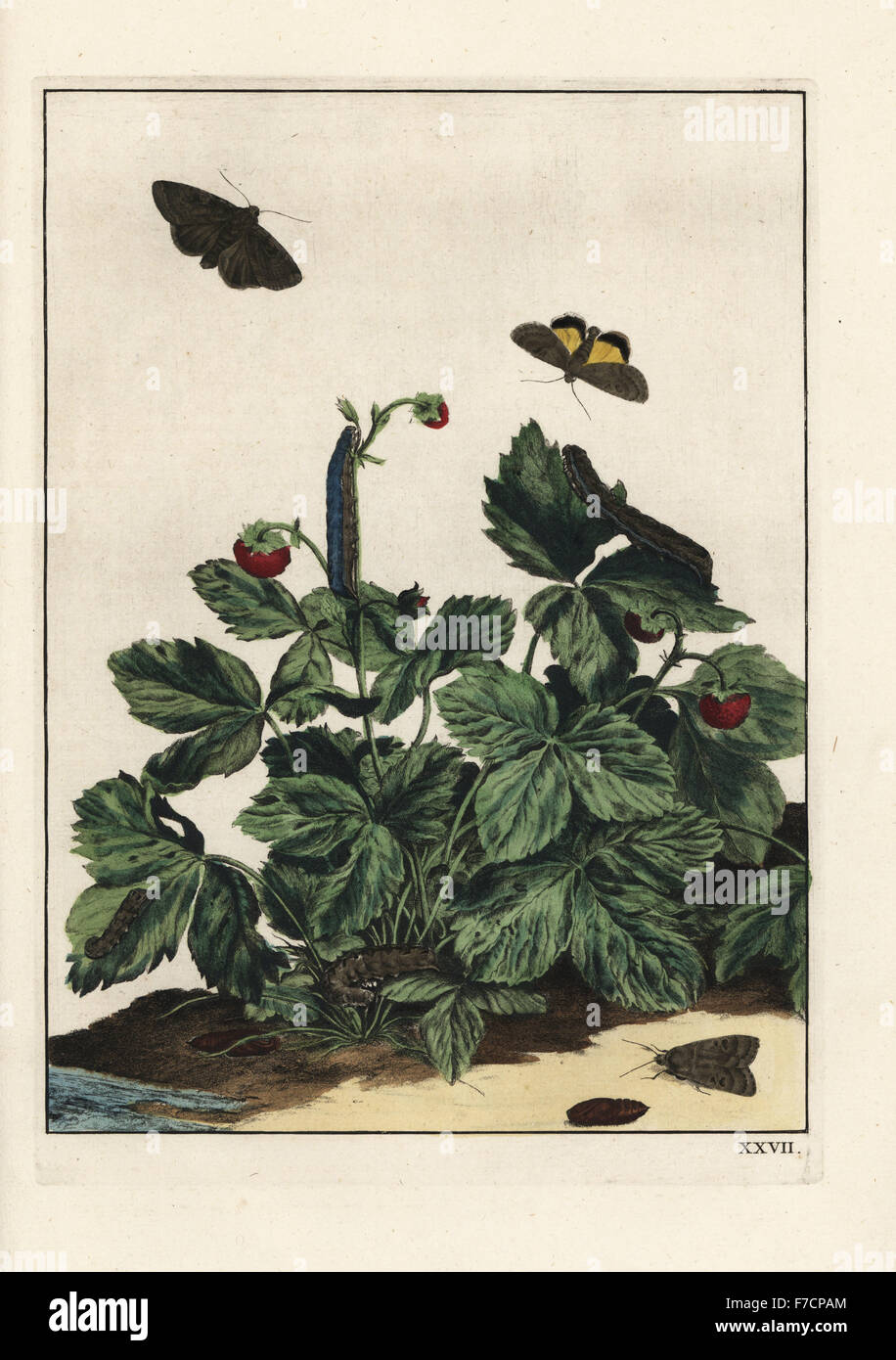 Willowherb sphynx, Proserpinus proserpine, sur une fraise Fragaria × ananassa, bush. Coloriée à la gravure sur cuivre gravé et dessiné par Jacob l'Naauwkeurige Waarneemingen dans l'amiral omtrent de veranderingen van veele Insekten (des descriptions précises de la métamorphose d'insectes), J. Sluyter, Amsterdam, 1774. Pour cette deuxième édition, M. Houttuyn ajouté un autre huit plaques pour l'original 25. Banque D'Images