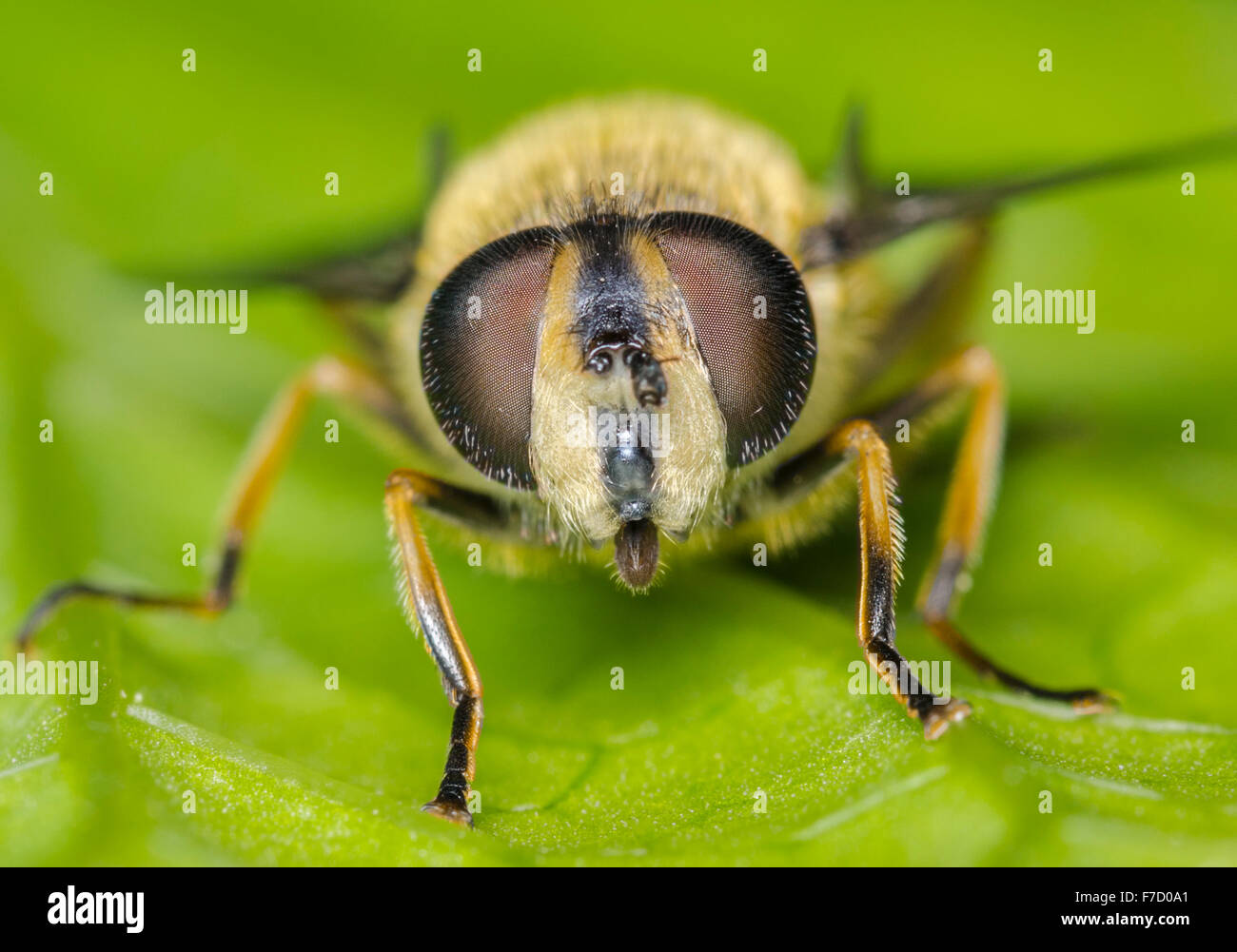 Myathropa Florea Hoverfly (femelle) sur une feuille à la recherche à l'appareil photo, au Royaume-Uni. Banque D'Images