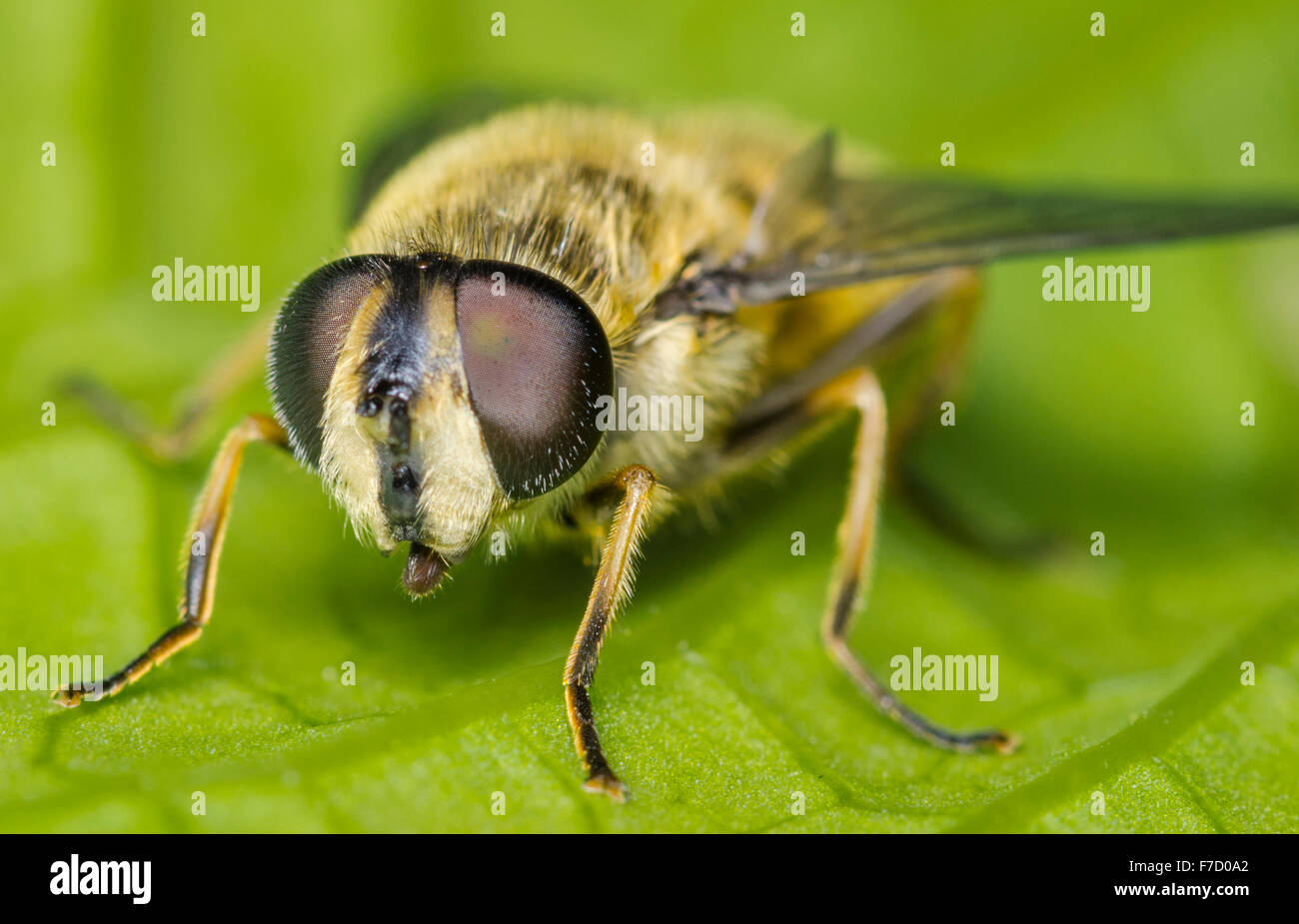 Myathropa Florea. Hoverfly femelle sur une feuille au printemps. Banque D'Images