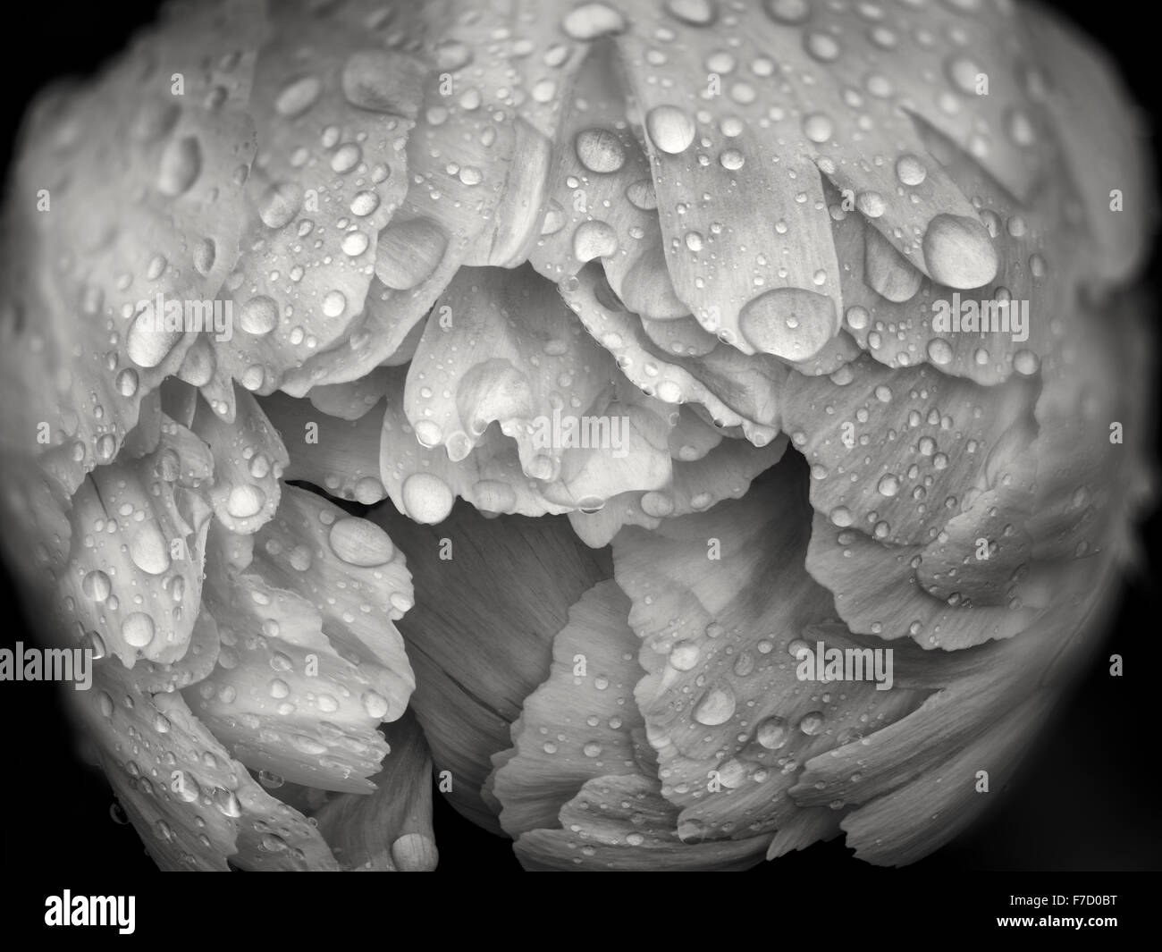 Close up de pivoine avec des gouttes de pluie. Schrieners Iris Gardens. Oregon Banque D'Images