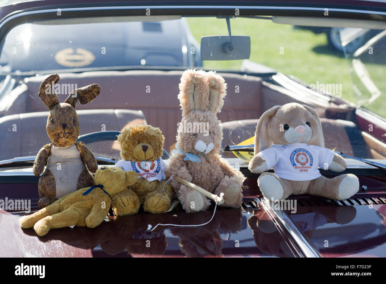 Car Club des oursons et lapins sur le devant d'un MG Banque D'Images