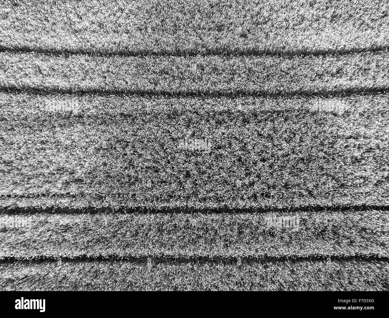 Vue aérienne regardez directement sur champ de maïs avec des lignes parallèles de tracteur les voies de la création de vue intéressant Banque D'Images