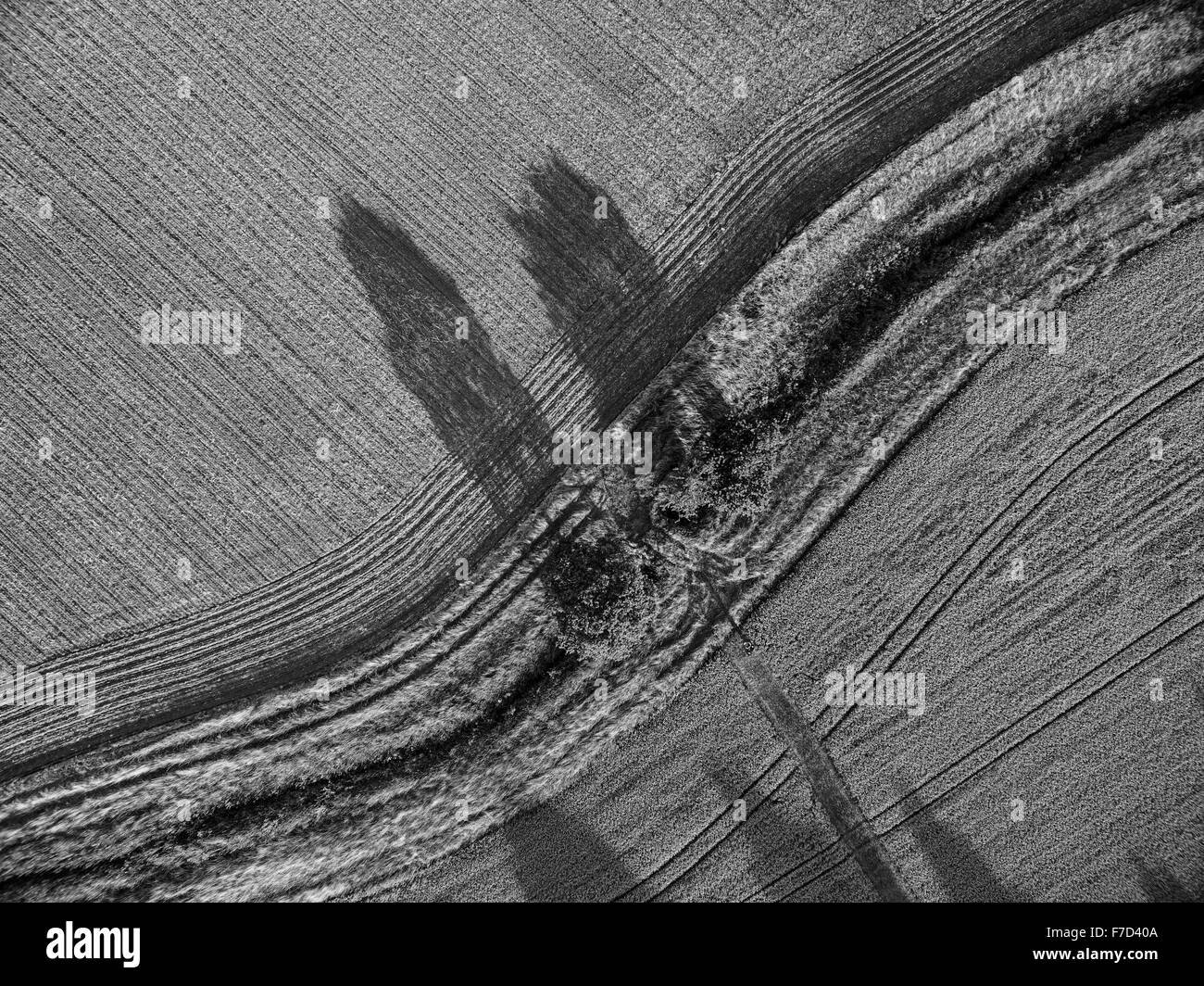 Vue aérienne vers le bas à la verticale sur les terres agricoles et d'arbres avec des lignes parallèles et des ombres Banque D'Images