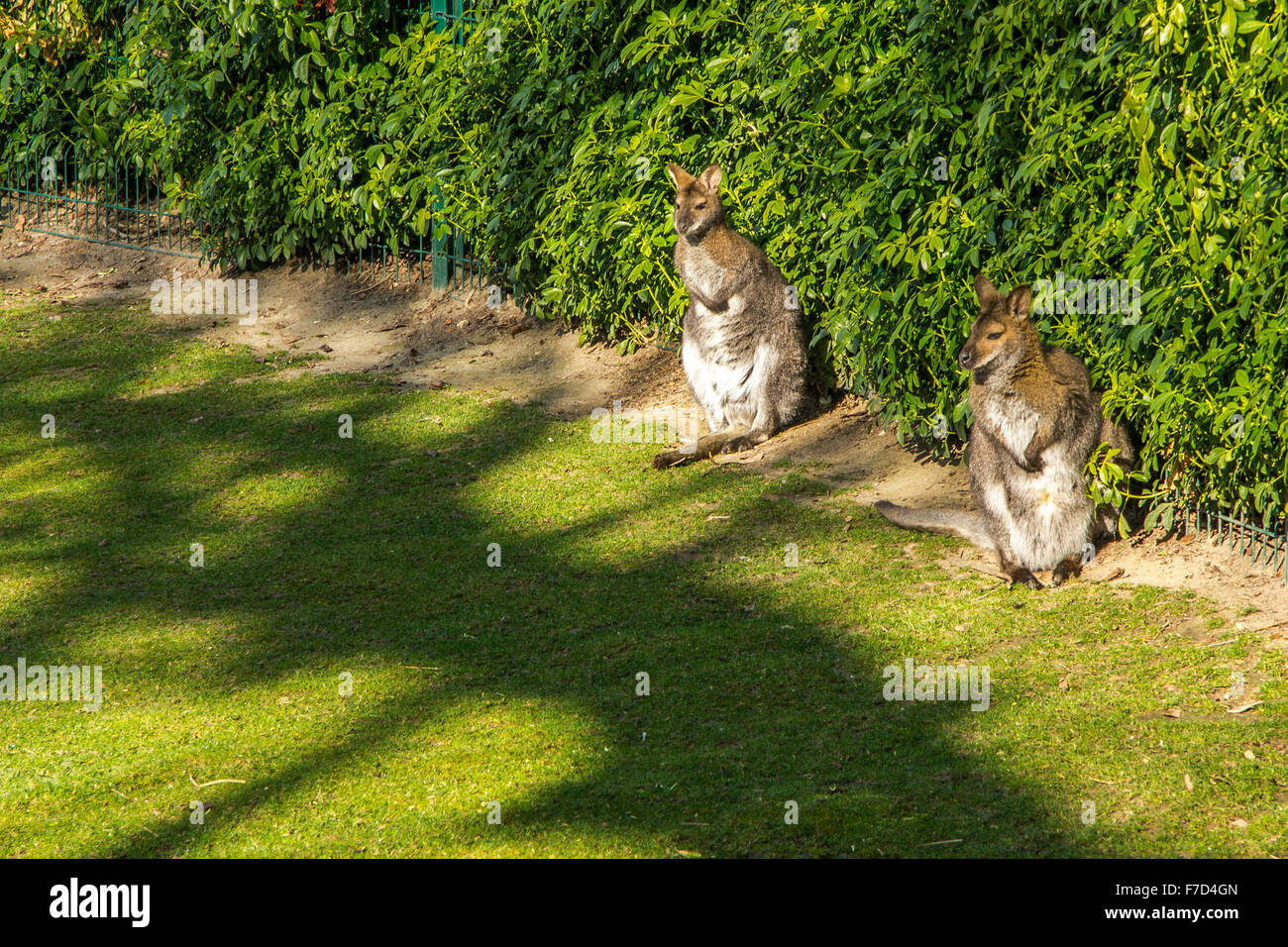 Deux kangourous dans un parc, Paris Banque D'Images
