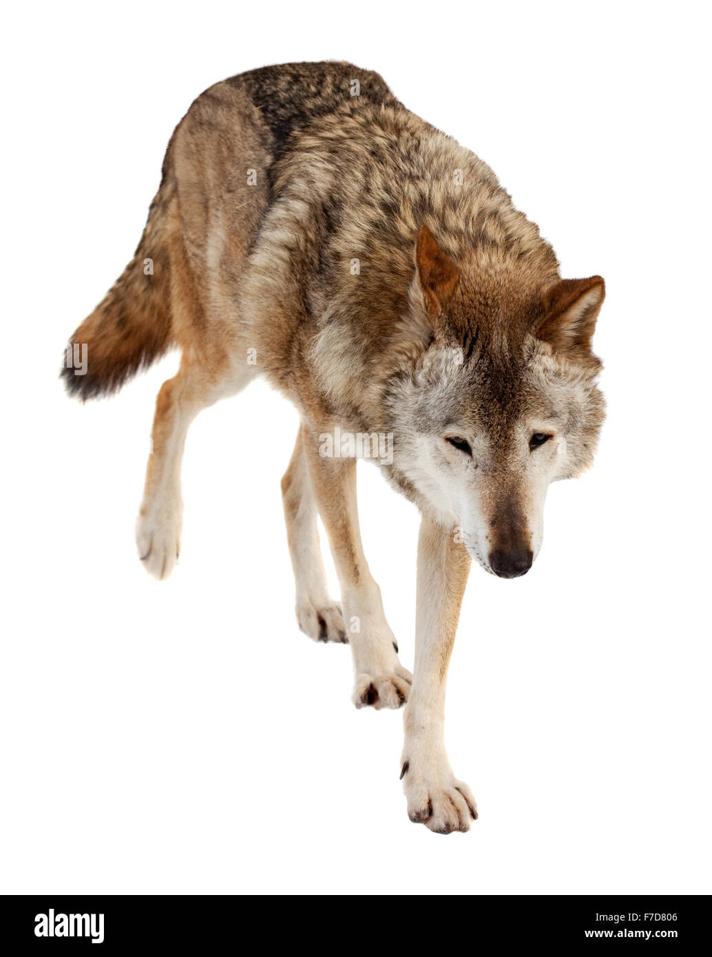 Wolf (Canis lupus). Plus isolé sur fond blanc avec l'ombre Banque D'Images