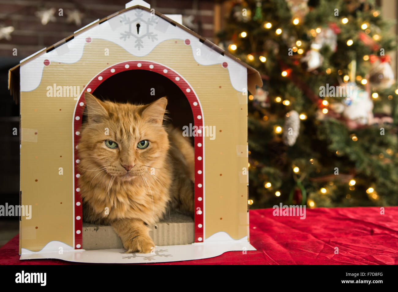 Christmas Cat House Banque D'Images