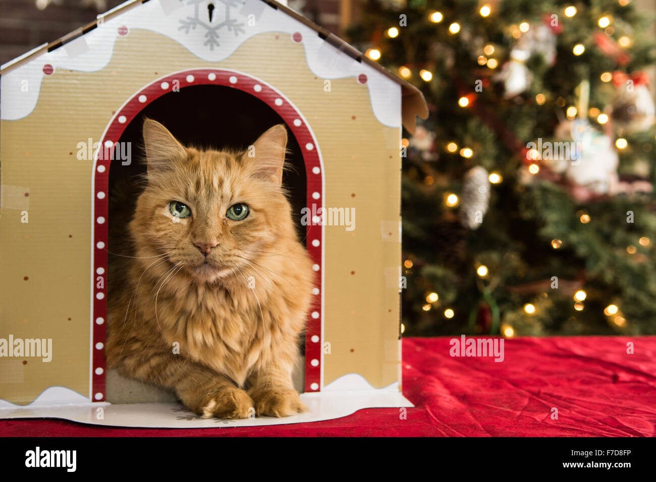 Christmas Cat House Banque D'Images