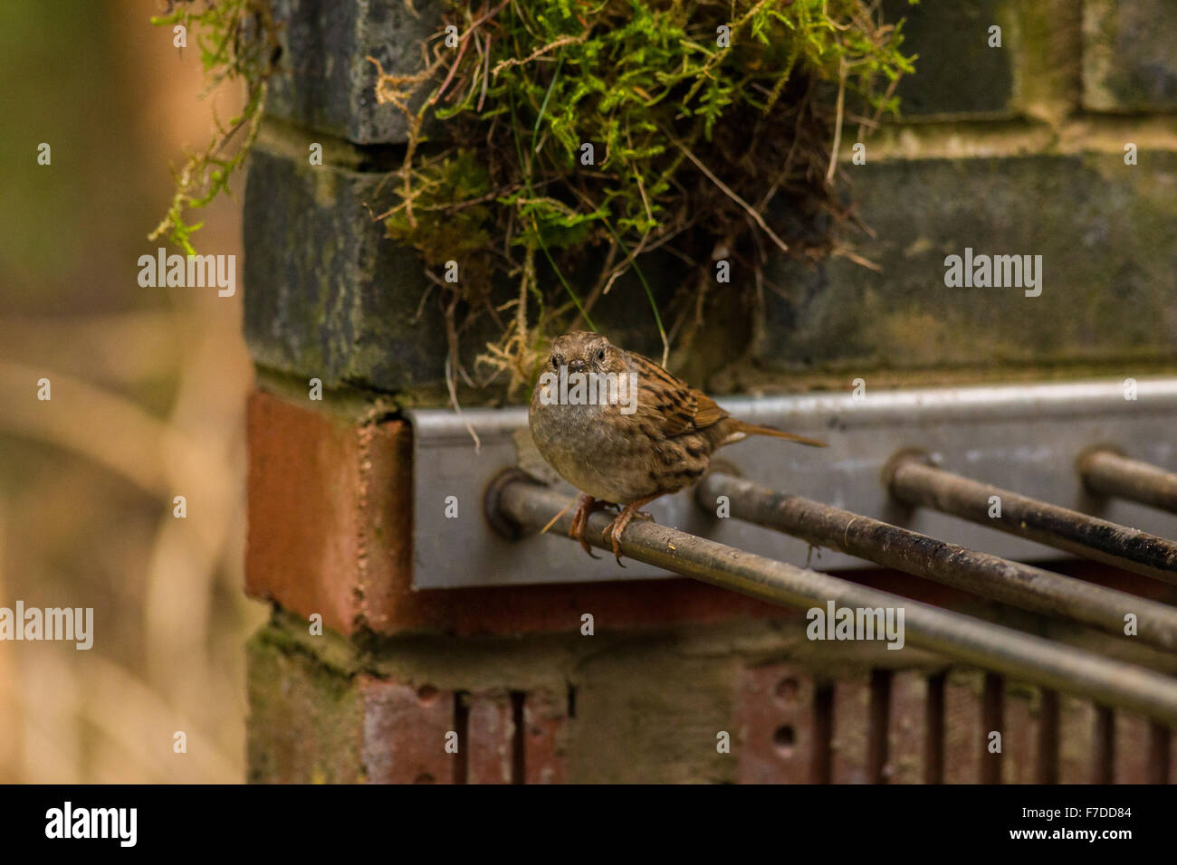 Couverture, nid, Accentor Prunella Modularis, Hedge Sparrow Banque D'Images