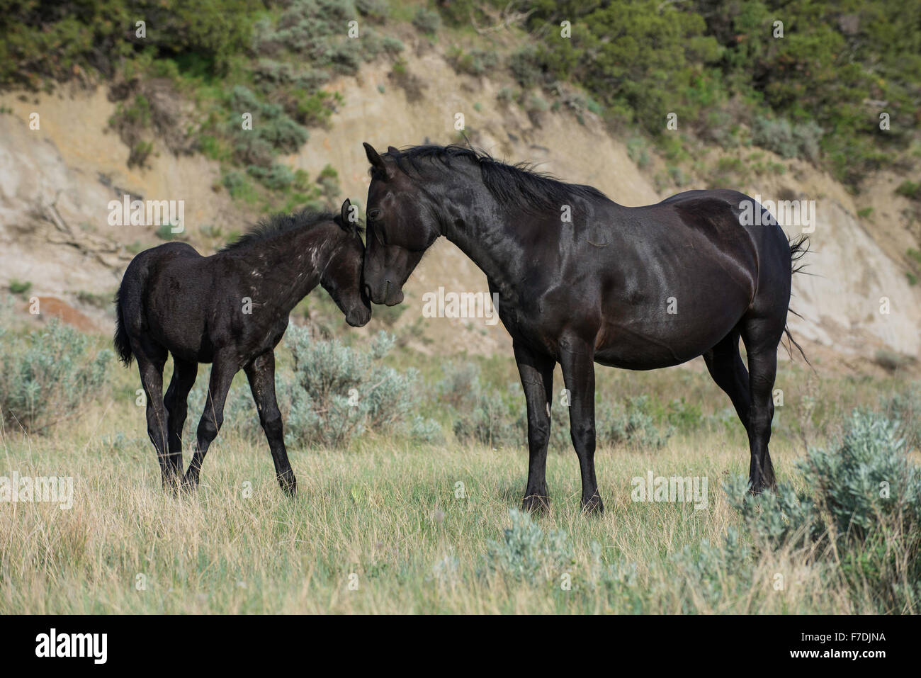 Wild Horse (Equs ferus), Mustang et colt, Feral, Theodore Roosevelt National Park, N. Dakota, USA Banque D'Images