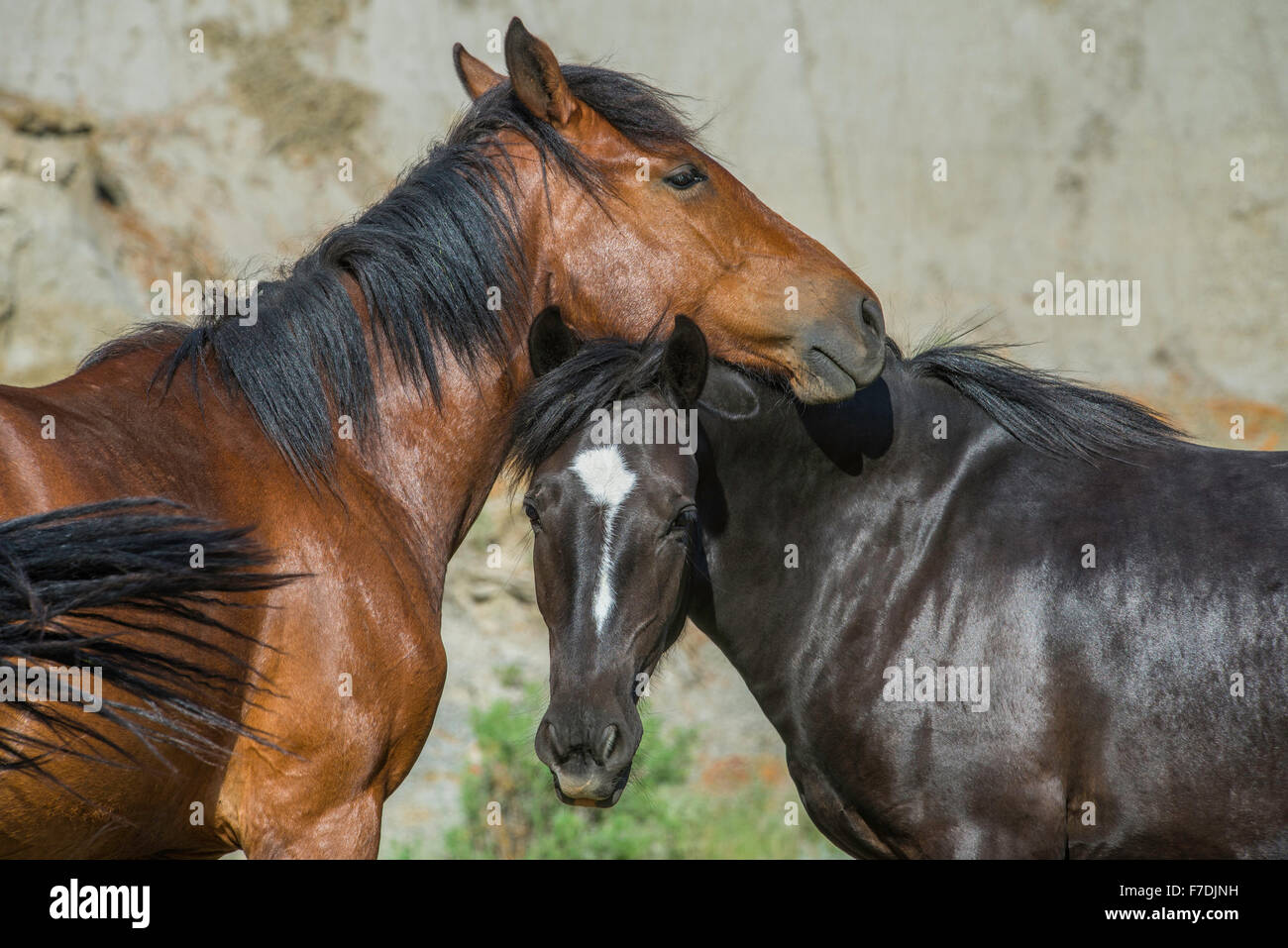 Les chevaux sauvages, (Equs ferus), des Mustang toilettage, Feral, Theodore Roosevelt National Park, N. Dakota, USA Banque D'Images