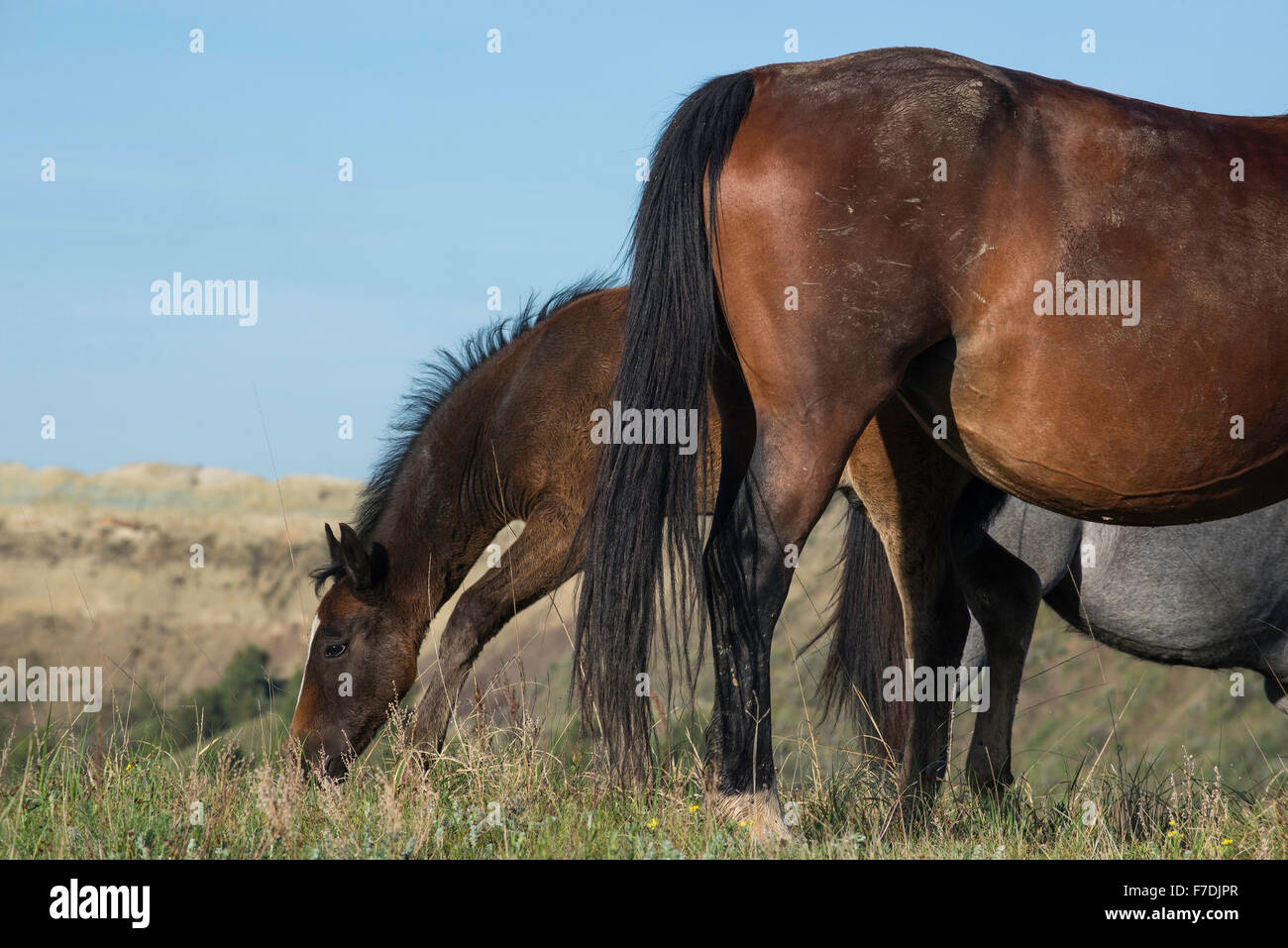 Les chevaux sauvages, (Equs ferus), des Mustang, pâturage, Feral, Theodore Roosevelt National Park, Dakota du Nord, dans l'ouest de l'Amérique du Nord Banque D'Images