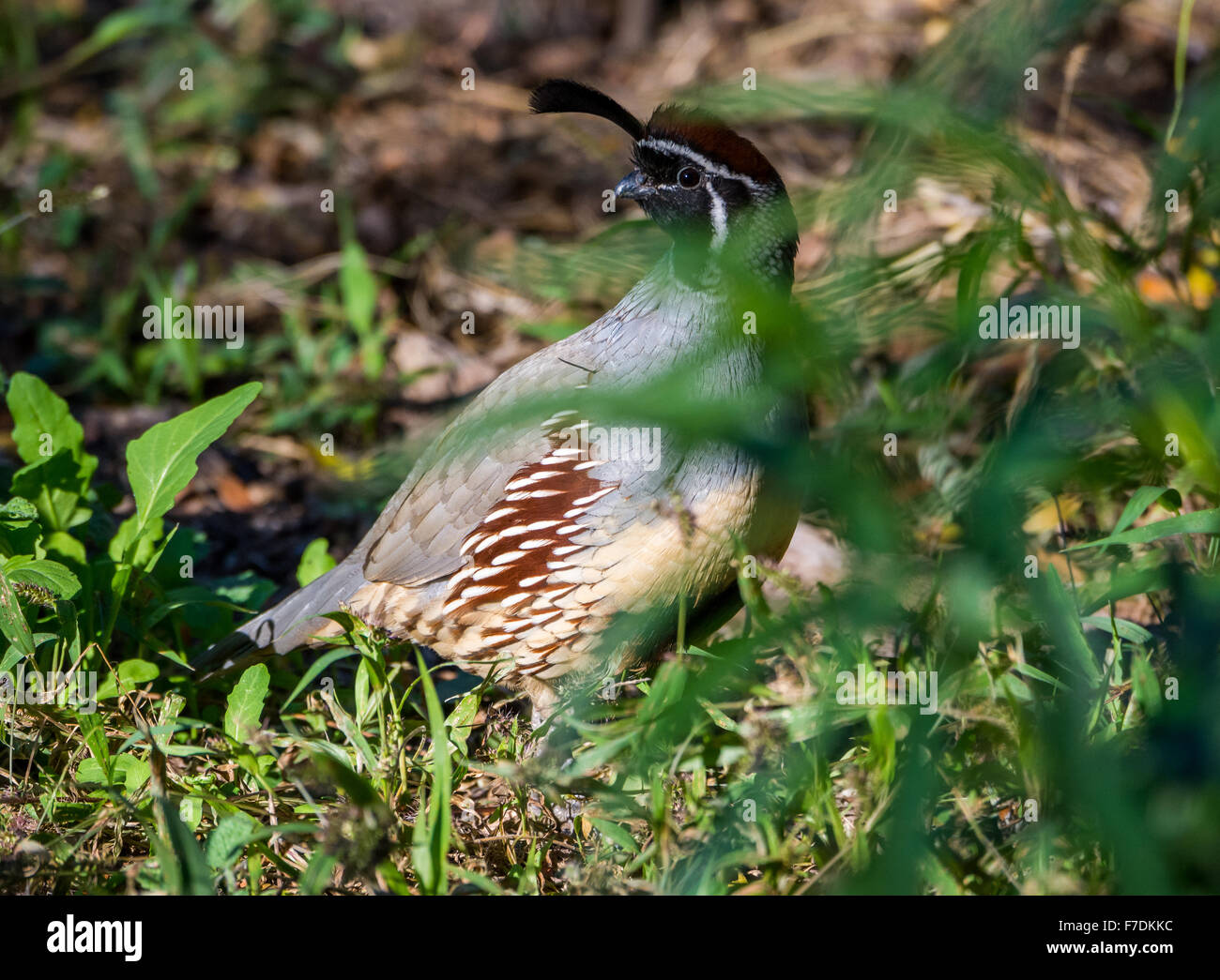 Une Caille de Gambel Callipepla gambelii) (dans le désert du sud-ouest. Tucson, Arizona, USA. Banque D'Images