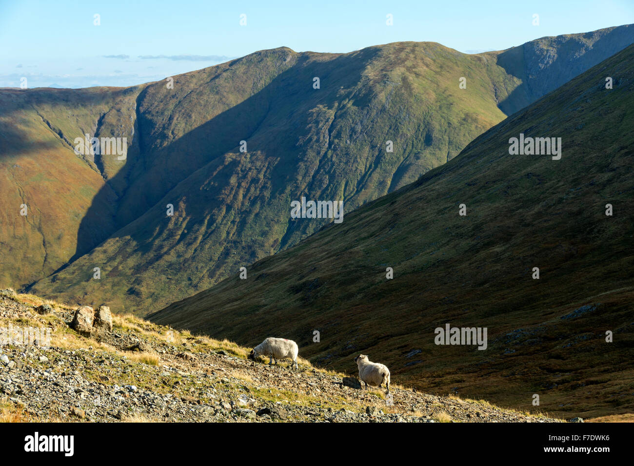 À la recherche sur l'Cruachans Clachaig à Glen Ridge de Beinn nan Gabhar, Isle of Mull, Argyll and Bute, Ecosse, Royaume-Uni. Banque D'Images