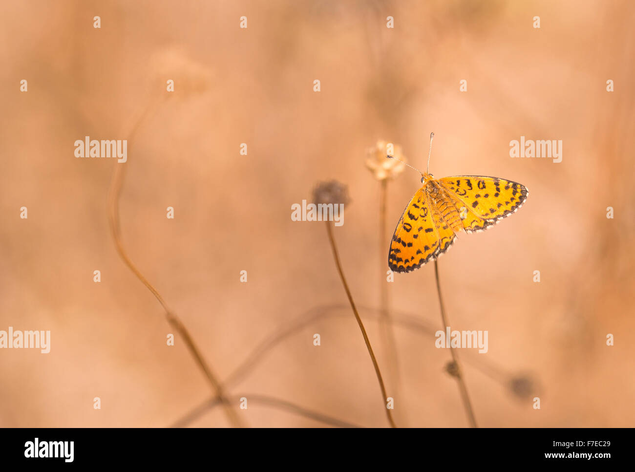L'Fritillary (Melitaea trivia) Butterfly tourné en Israël, l'été d'août Banque D'Images