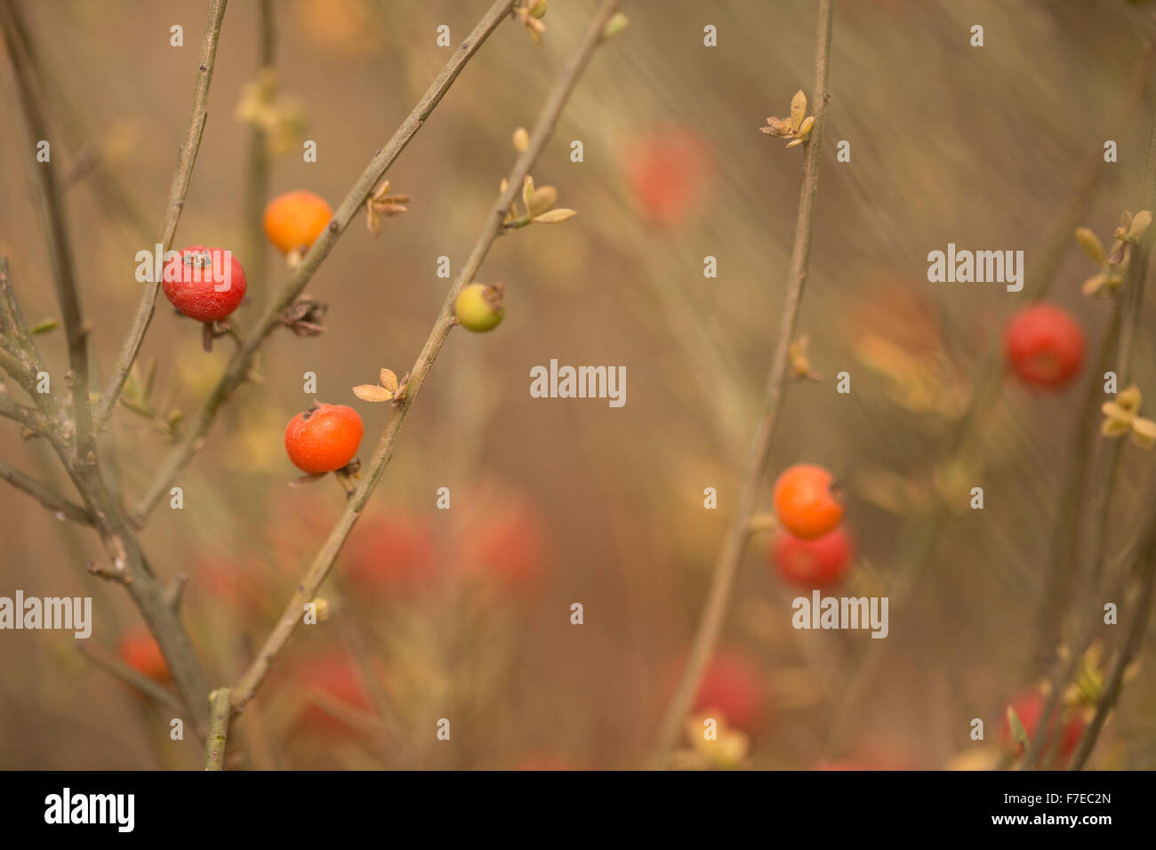 L'Ephedra fragilis, communément appelé le pin commun. L'éphédrine photographié en Israël en Septembre Banque D'Images