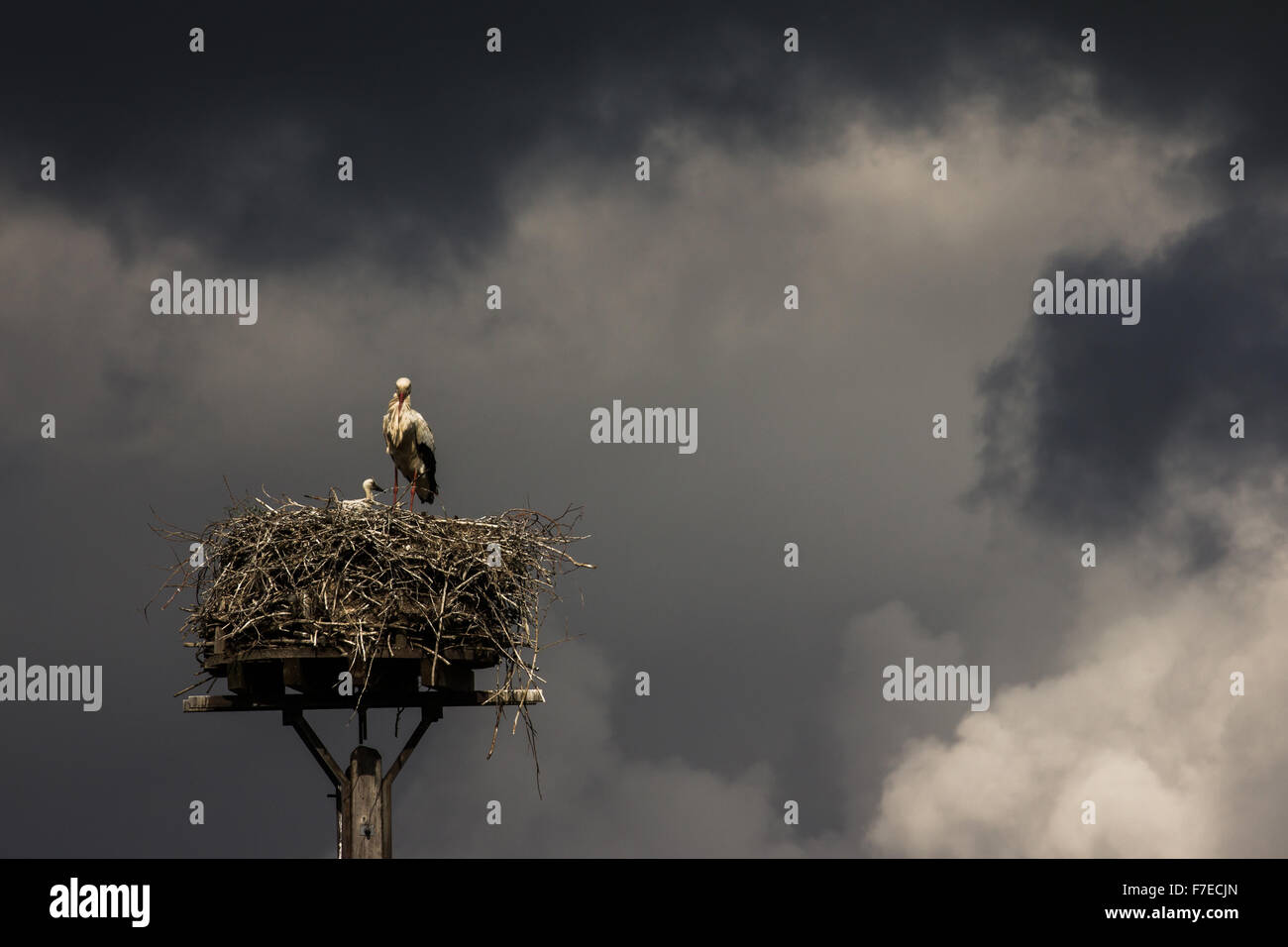 Cigogne Blanche (Ciconia ciconia) debout dans son nid au cours d'un orage, district Minden-Lübbecke, Rhénanie du Nord-Westphalie Banque D'Images