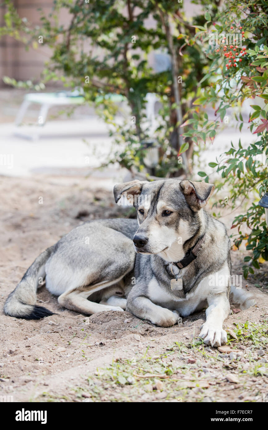 Un chien couché dans la cour Banque D'Images