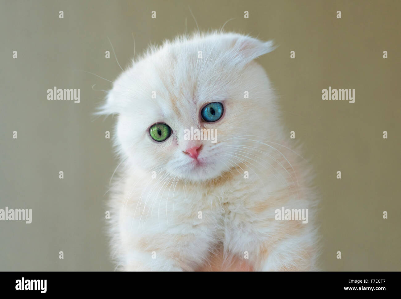 Portrait de chat avec des yeux différents - bleu et vert Banque D'Images