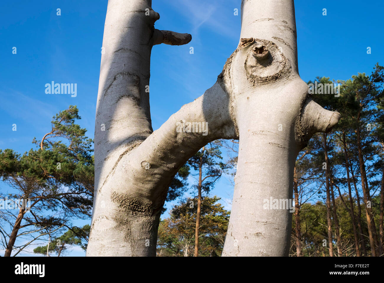 Deux petits noeuds sains des hêtres (Fagus sylvatica), Darß forêt par la mer Baltique, né auf dem Darß, Fischland-darss-Zingst, Western Banque D'Images