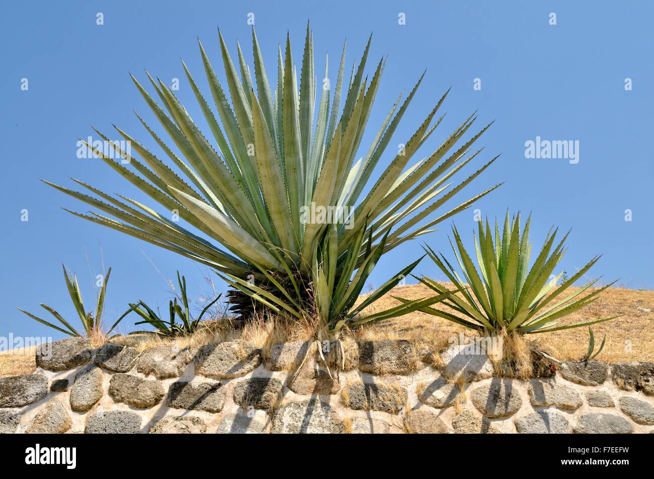 Agaves (Agave sp.), Ruines de Xochicalco, Cuernavaca, Morelos, Mexique Banque D'Images