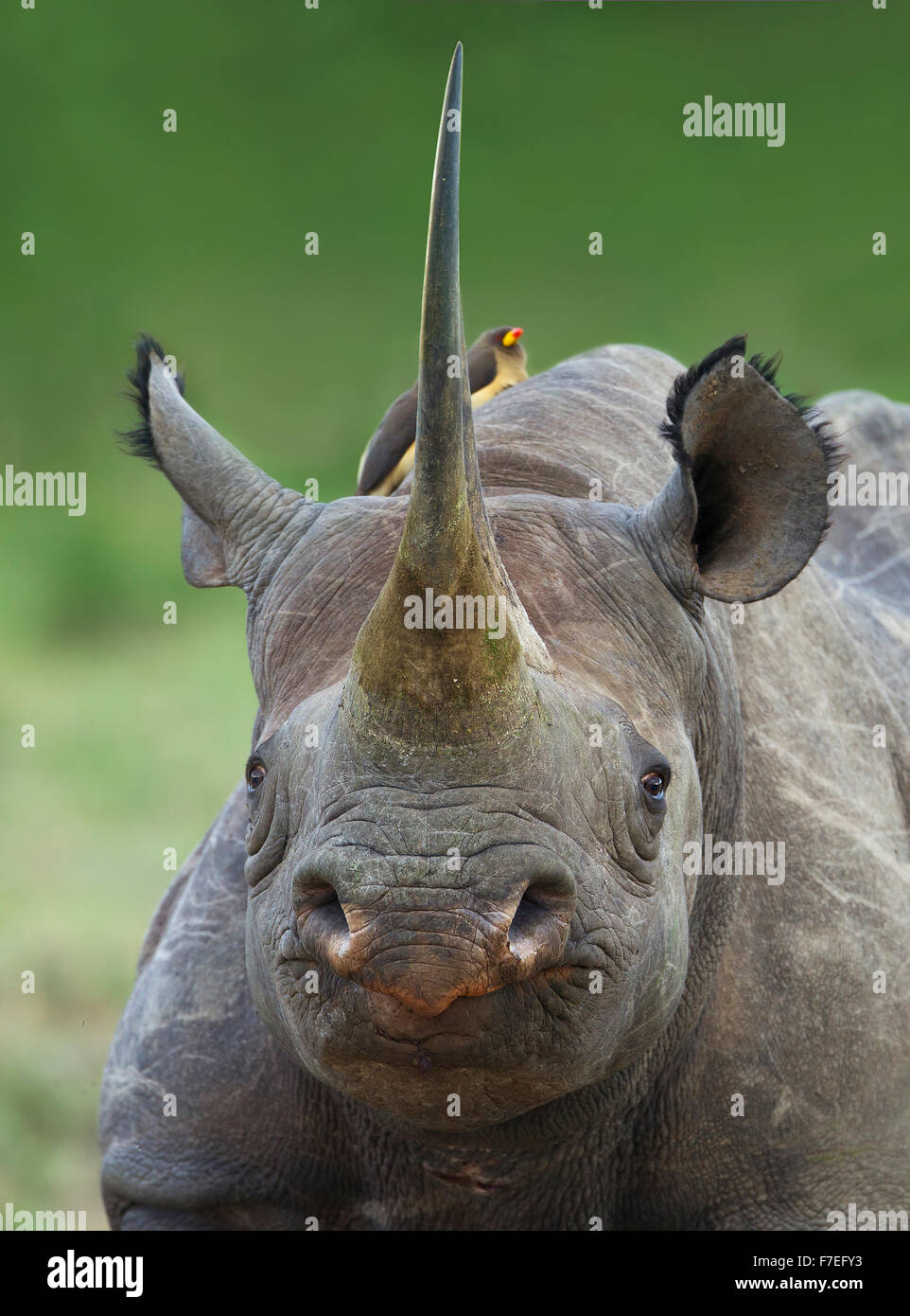 Le rhinocéros noir ou un crochet-lipped rhinoceros (Diceros bicornis), portrait, Masai Mara, Kenya, comté de Narok Banque D'Images