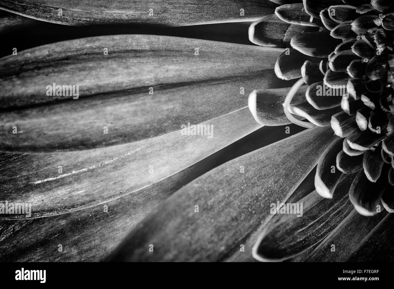 Gros plan macro détails d'une fleur de chrysanthème rose avec pétales de fleurs en monochrome noir et blanc Banque D'Images