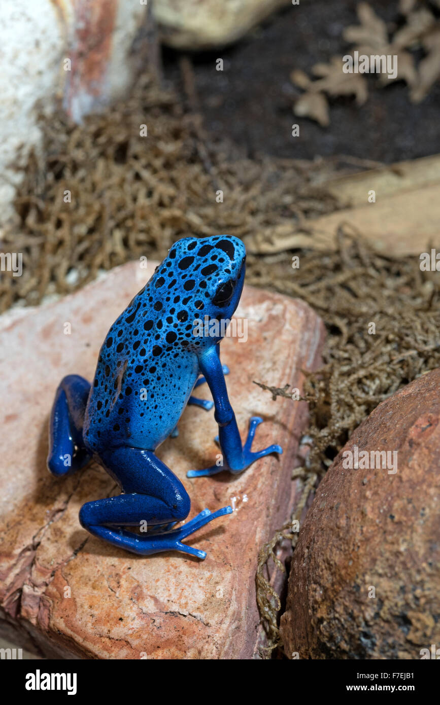 Blue poison dart frog- Banque D'Images