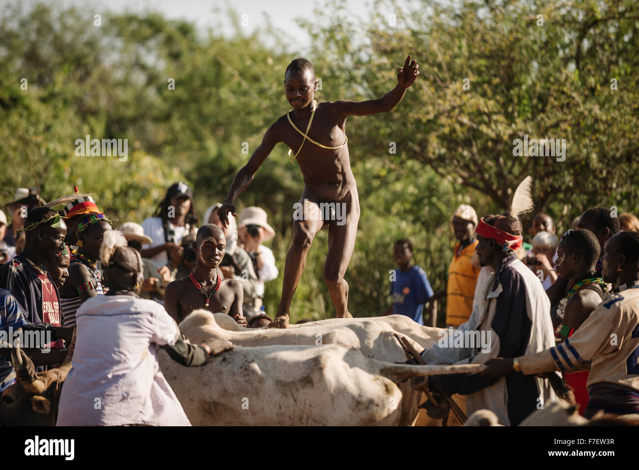 Sautant des taureaux Cérémonie, Tribu Hamar, Turmi, vallée de l'Omo, Ethiopie Banque D'Images