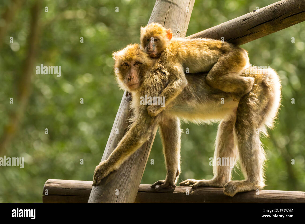 Libre de porter un bébé macaque de barbarie. Belle rétro-éclairage par la lumière naturelle. Banque D'Images