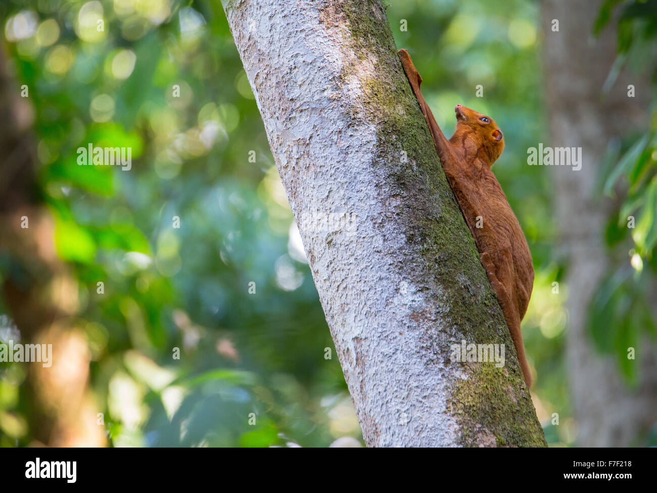 La variation de couleur orange de la Sunda (Galeopterus variegatus lémuriens volants) aussi connu comme Colugo, le repos sur un tronc d'arbre dans le Banque D'Images