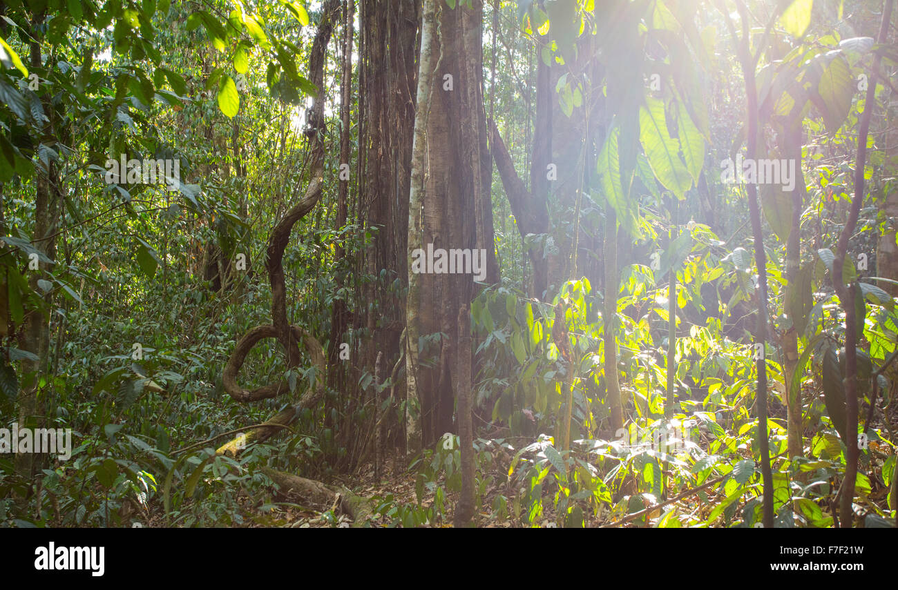 Strangler fig en forêt tropicale humide, Danum Valley, Sabah, Malaisie Banque D'Images