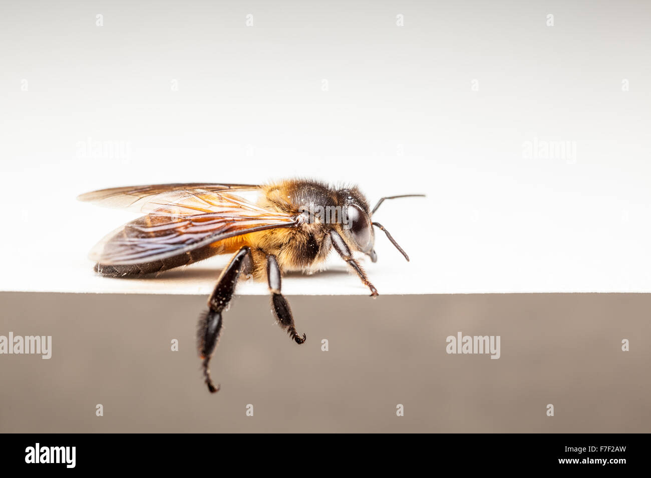 Une abeille dans close up avec fond blanc Banque D'Images