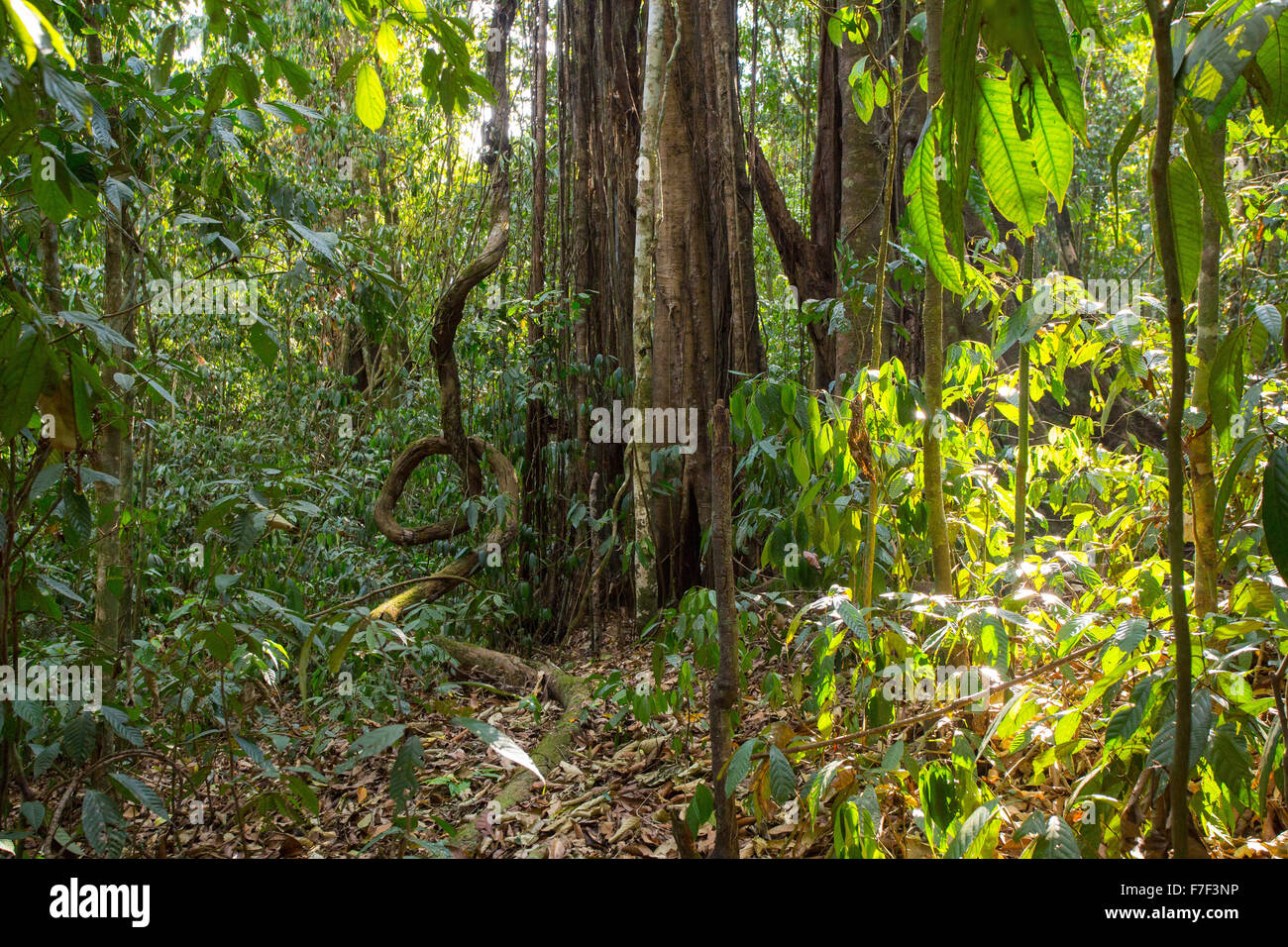 Strangler fig en forêt tropicale humide, Danum Valley, Sabah, Malaisie Banque D'Images