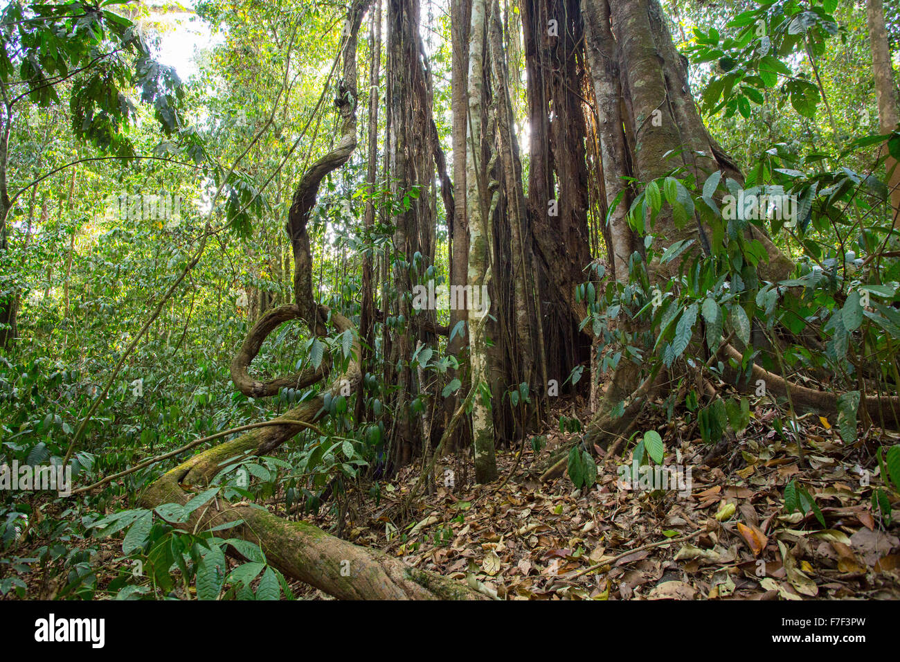 Strangler fig en forêt tropicale humide, Danum Valley, Sabah, Malaisie Banque D'Images