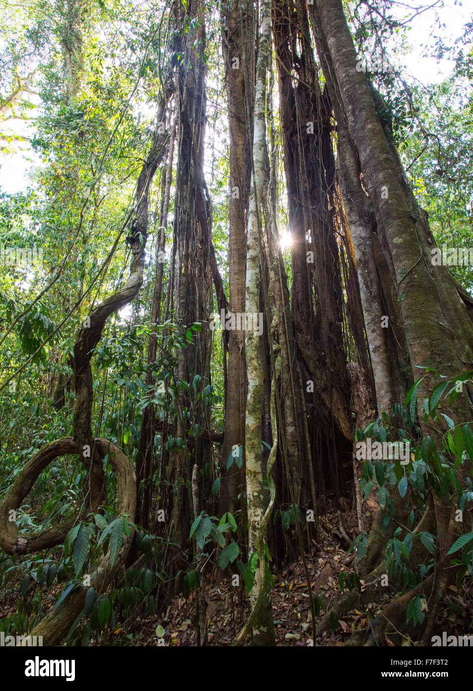 Strangler fig en forêt tropicale humide, Danum Valley, Sabah, Malaisie Banque D'Images