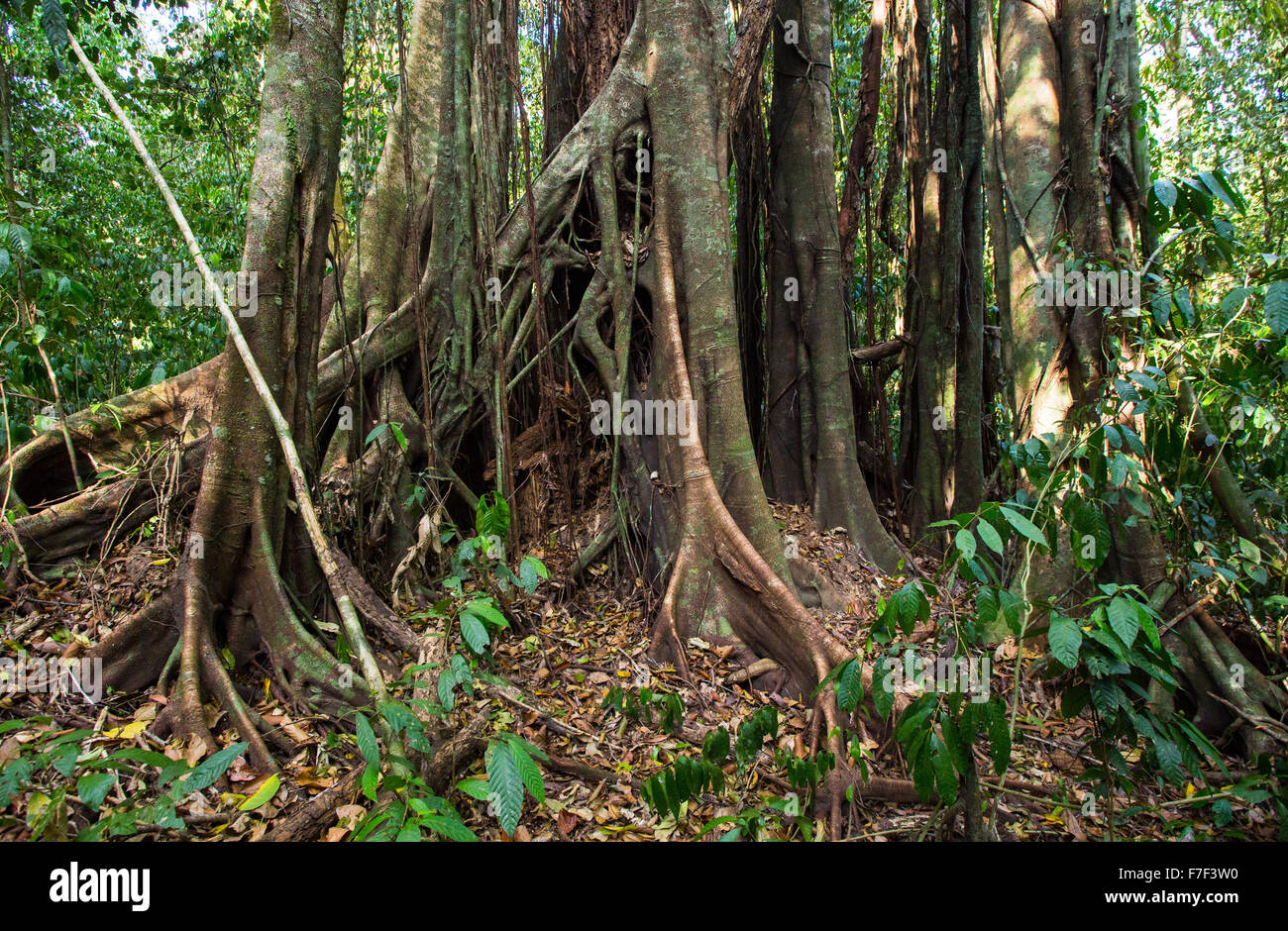 Racines d'un contrefort strangler fig en forêt tropicale humide, Danum Valley, Sabah, Malaisie Banque D'Images