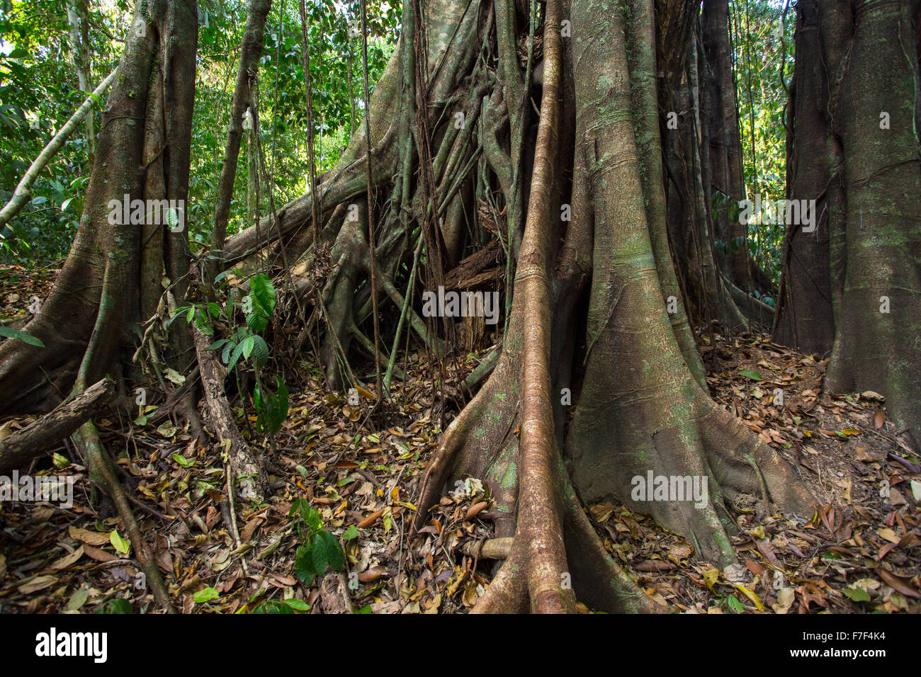 Racines d'un contrefort strangler fig en forêt tropicale humide, Danum Valley, Sabah, Malaisie Banque D'Images